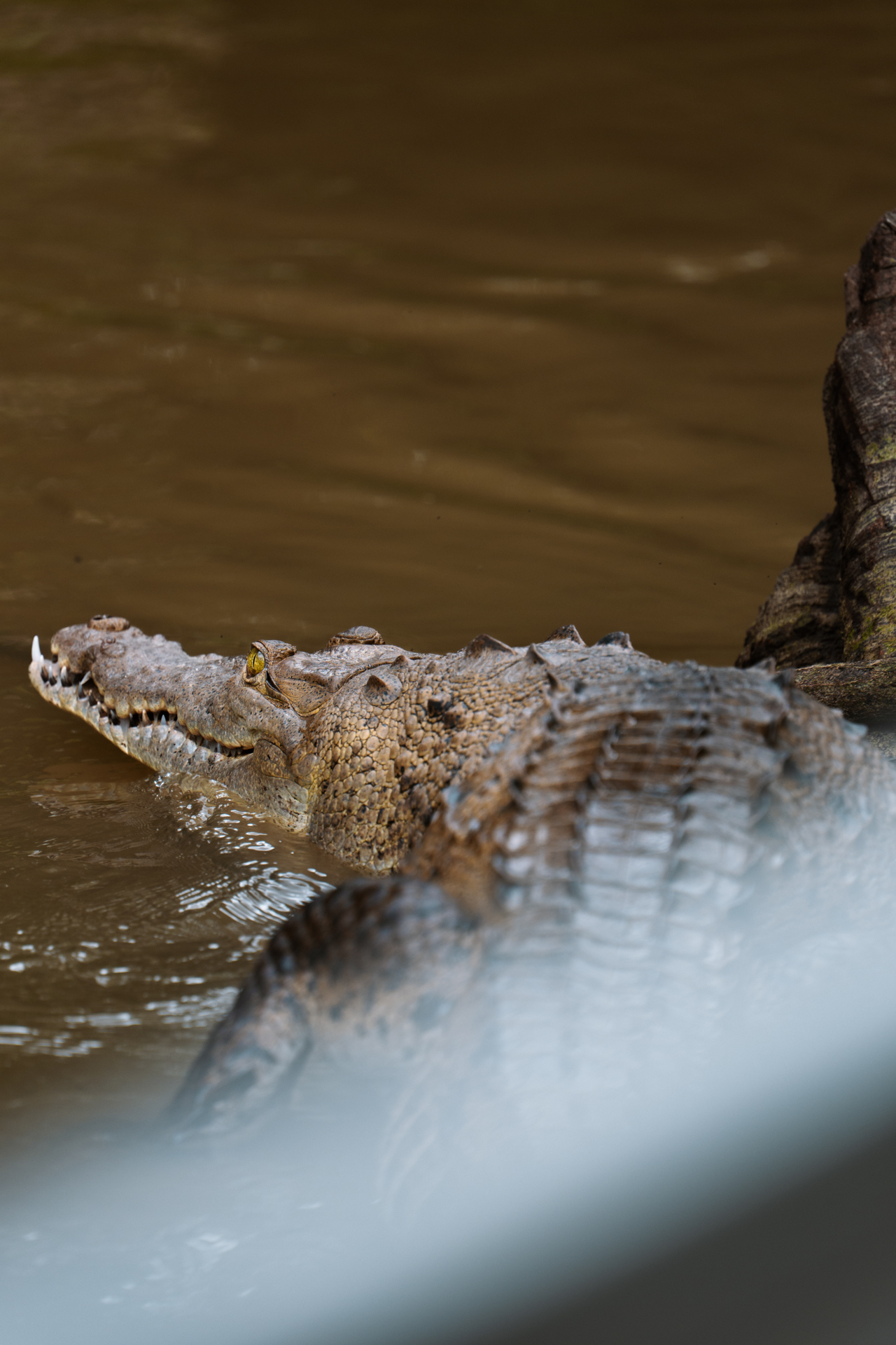 Crocodile at Sierpe Mangroves in Costa Rica near Uvita