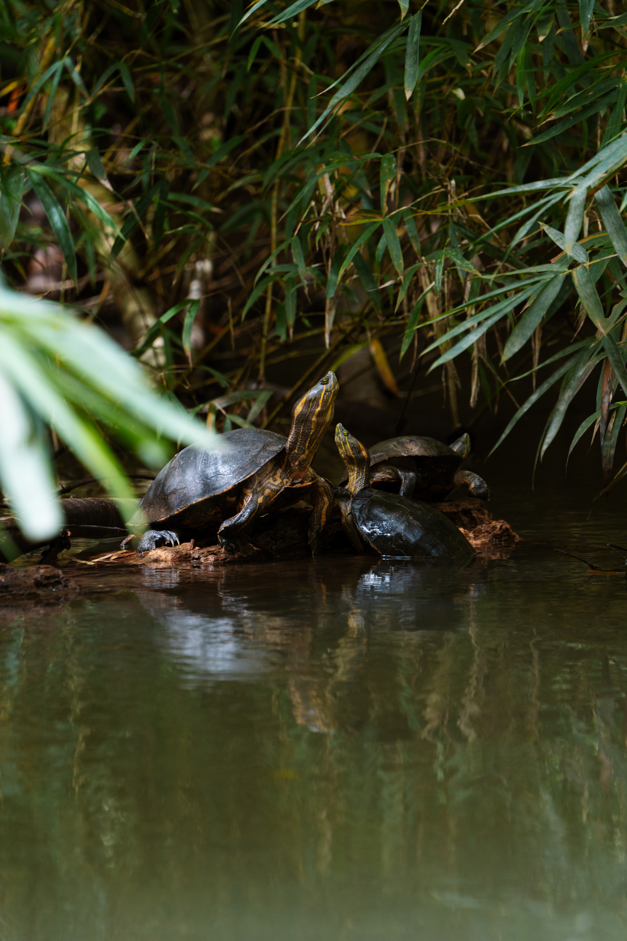 Turtles resting on a log in a calm mangrove river surrounded by dense green vegetation in Costa Rica at Sierpe Mangroves