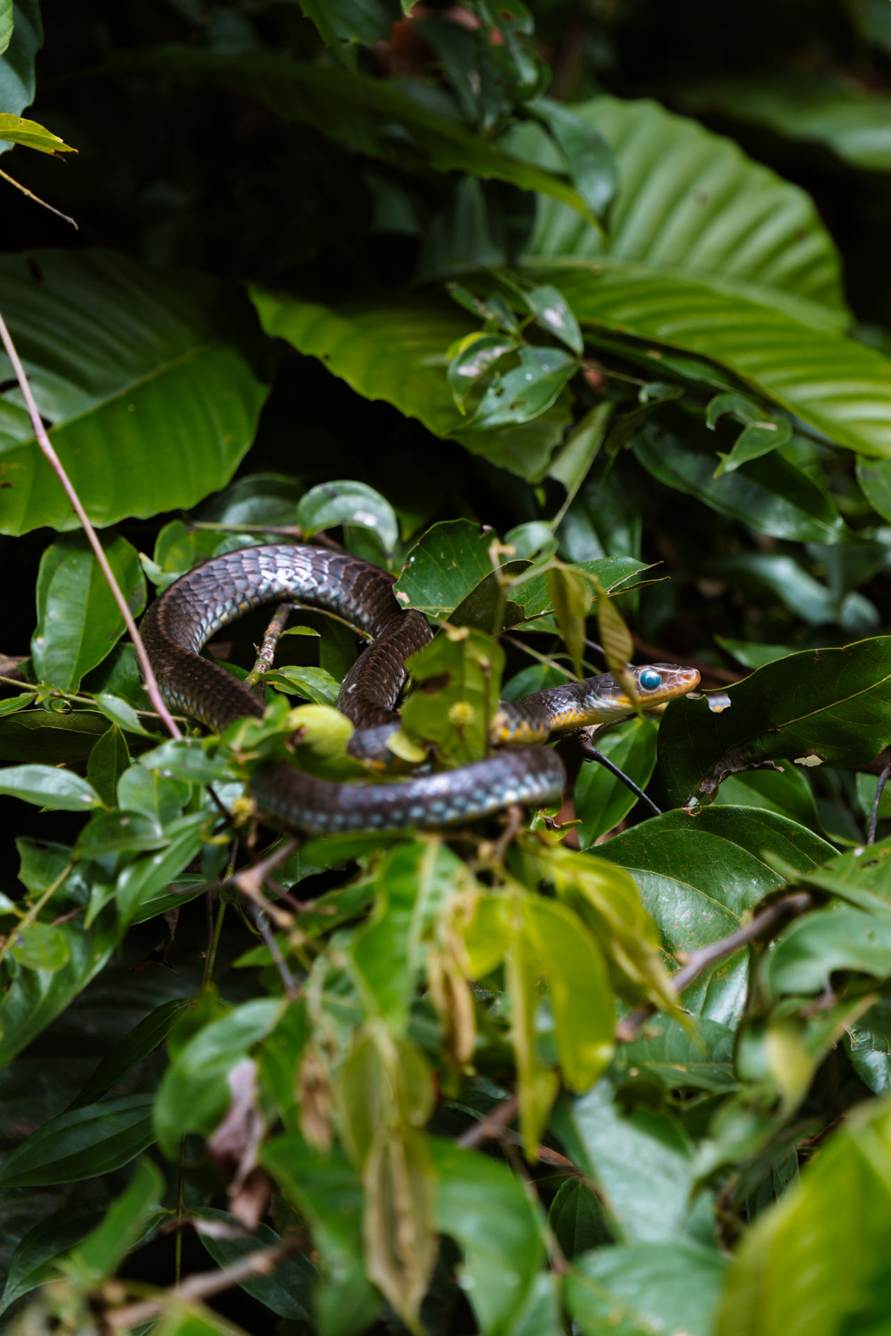 Tropical snake resting on green leaves in Costa Rica Sierpe Mangroves