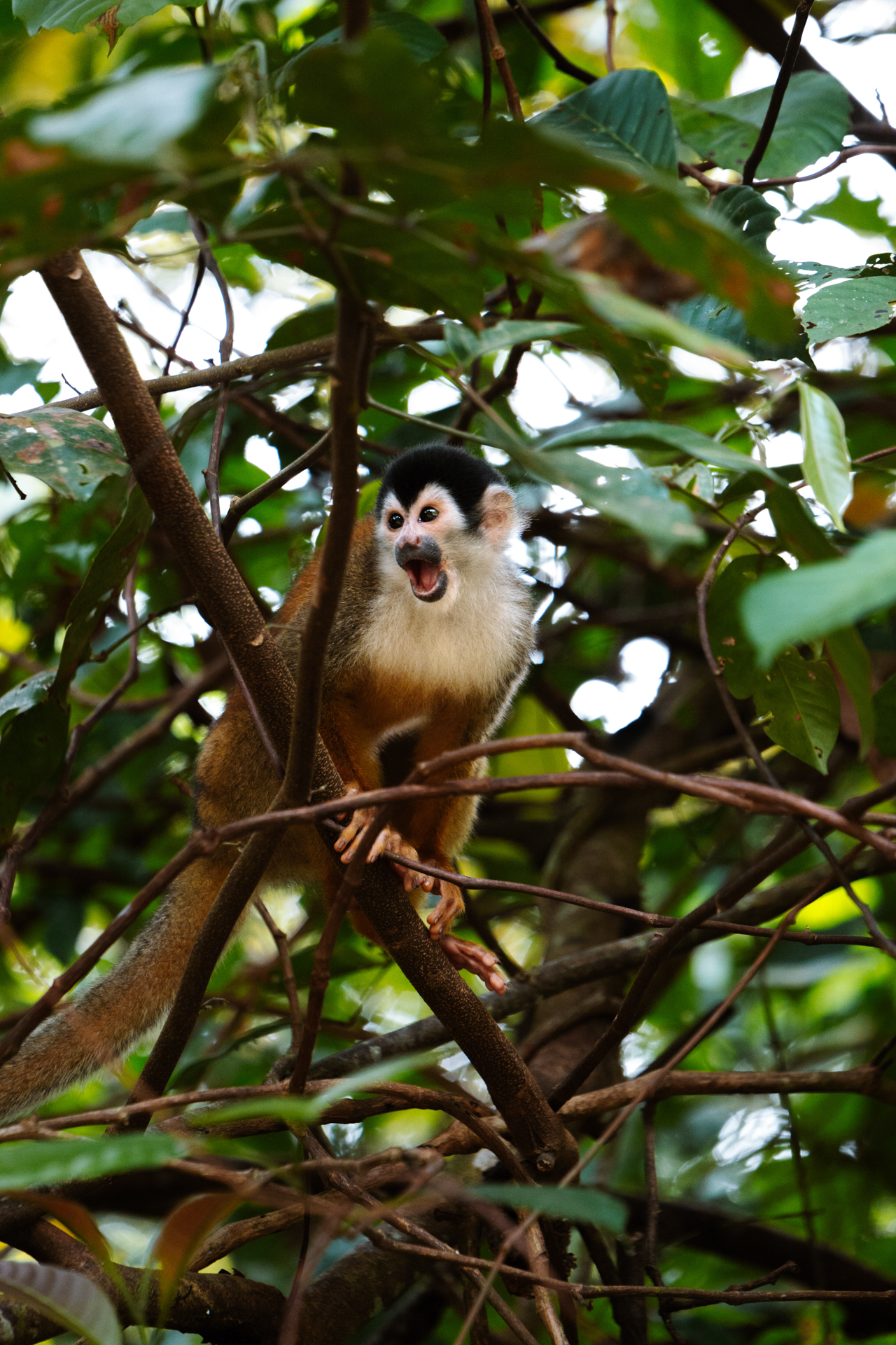 Squirrel monkey in the rainforest of Costa Rica sitting on a tree branch
