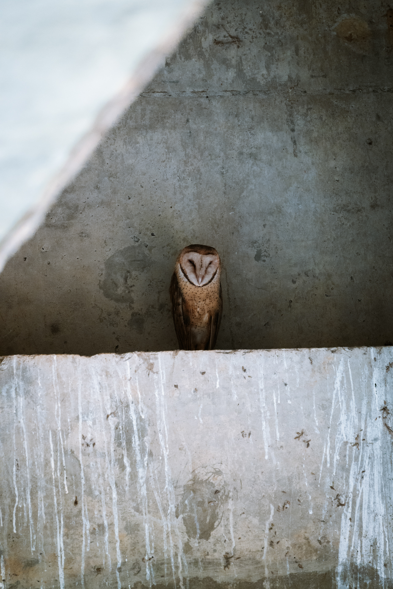 Barn owl resting on ledge in Costa Rica.