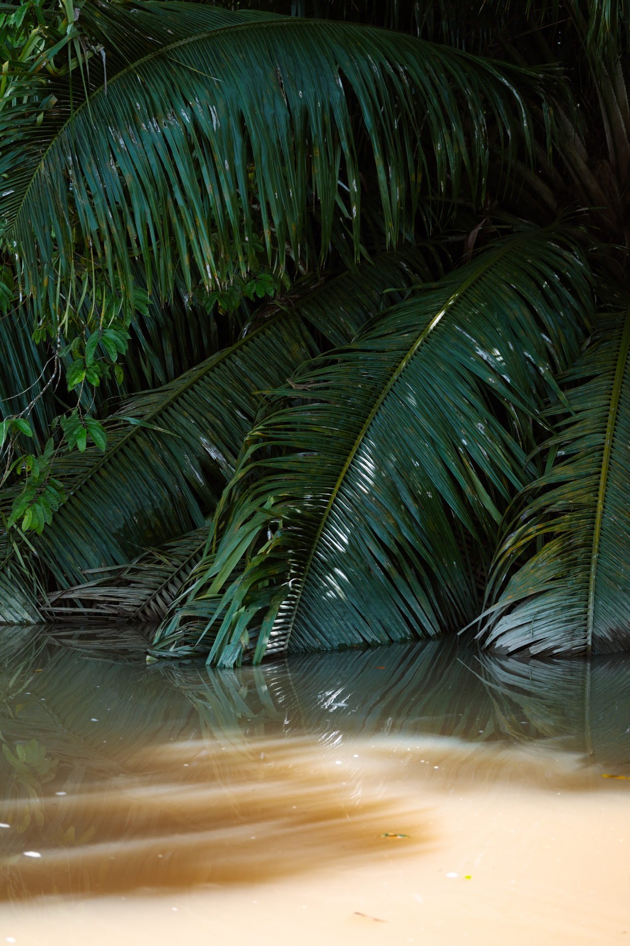 Palm leaves over muddy river in Costa Rica rainforest Sierpe Mangroves
