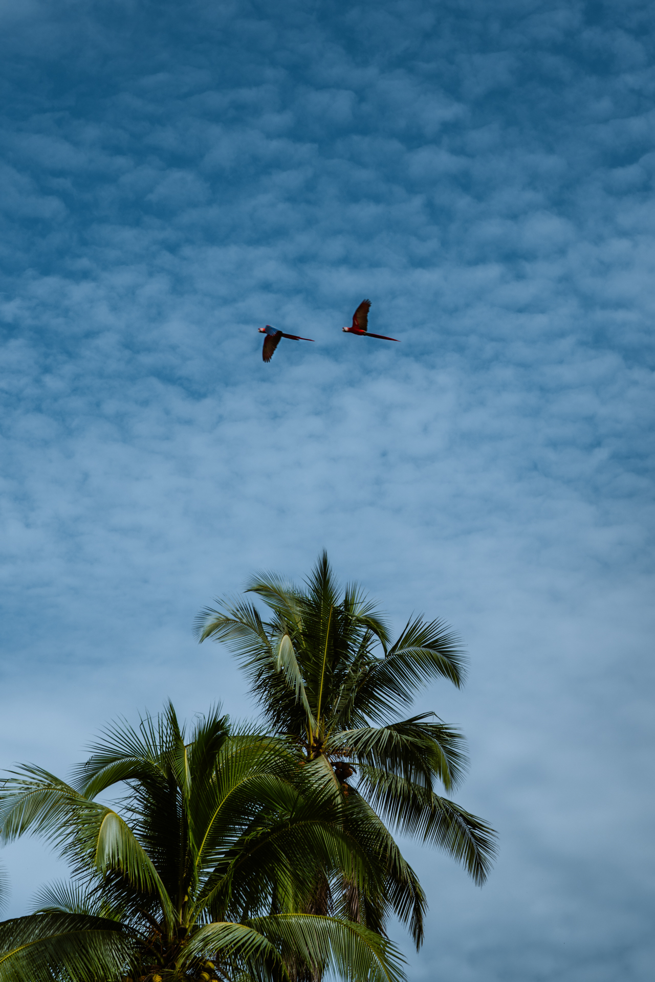 Sierpe mangrove tour in Costa Rica with macaws and tropical landscape.