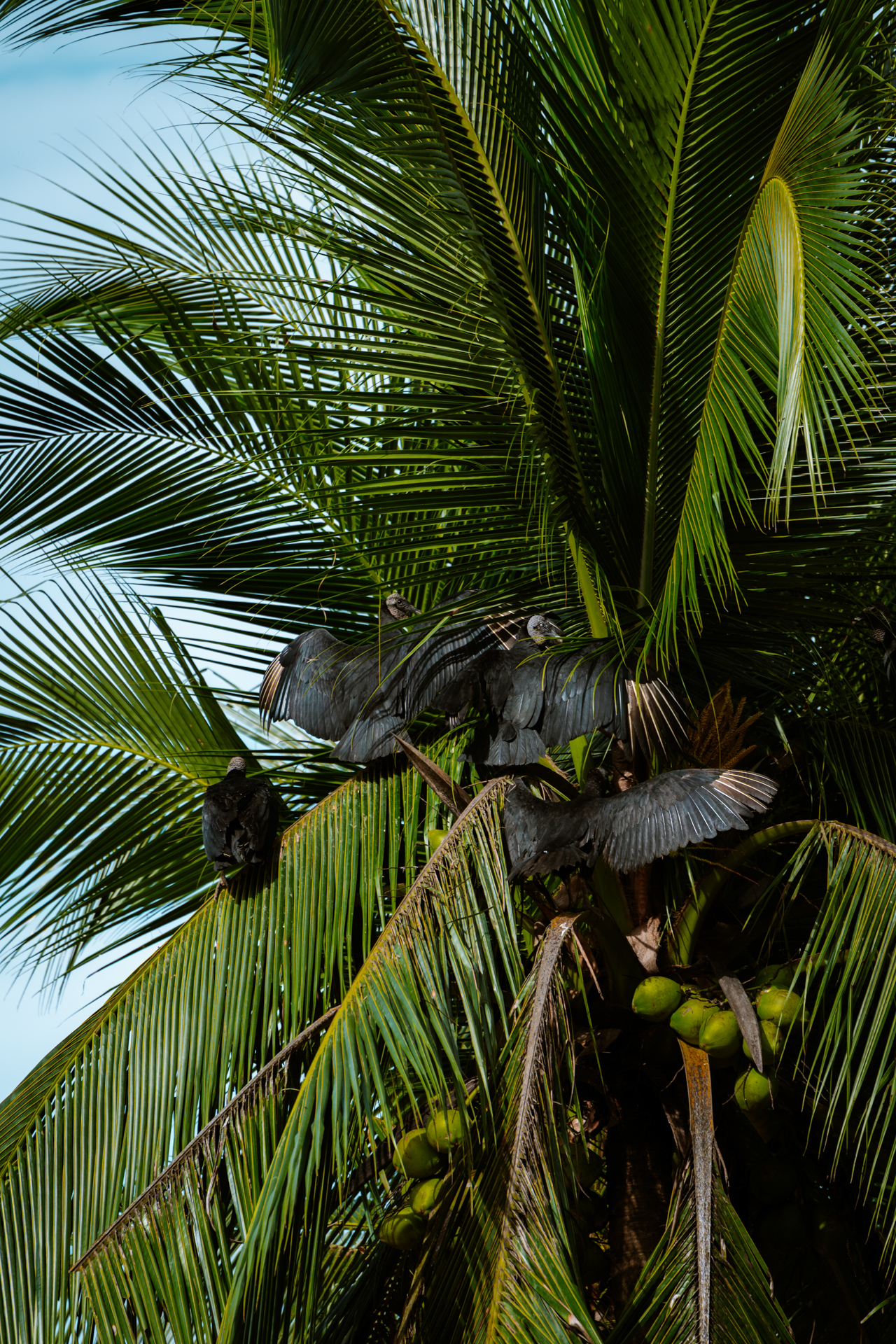 Black vultures perched in palm tree with coconuts in Costa Rica tropical landscape.