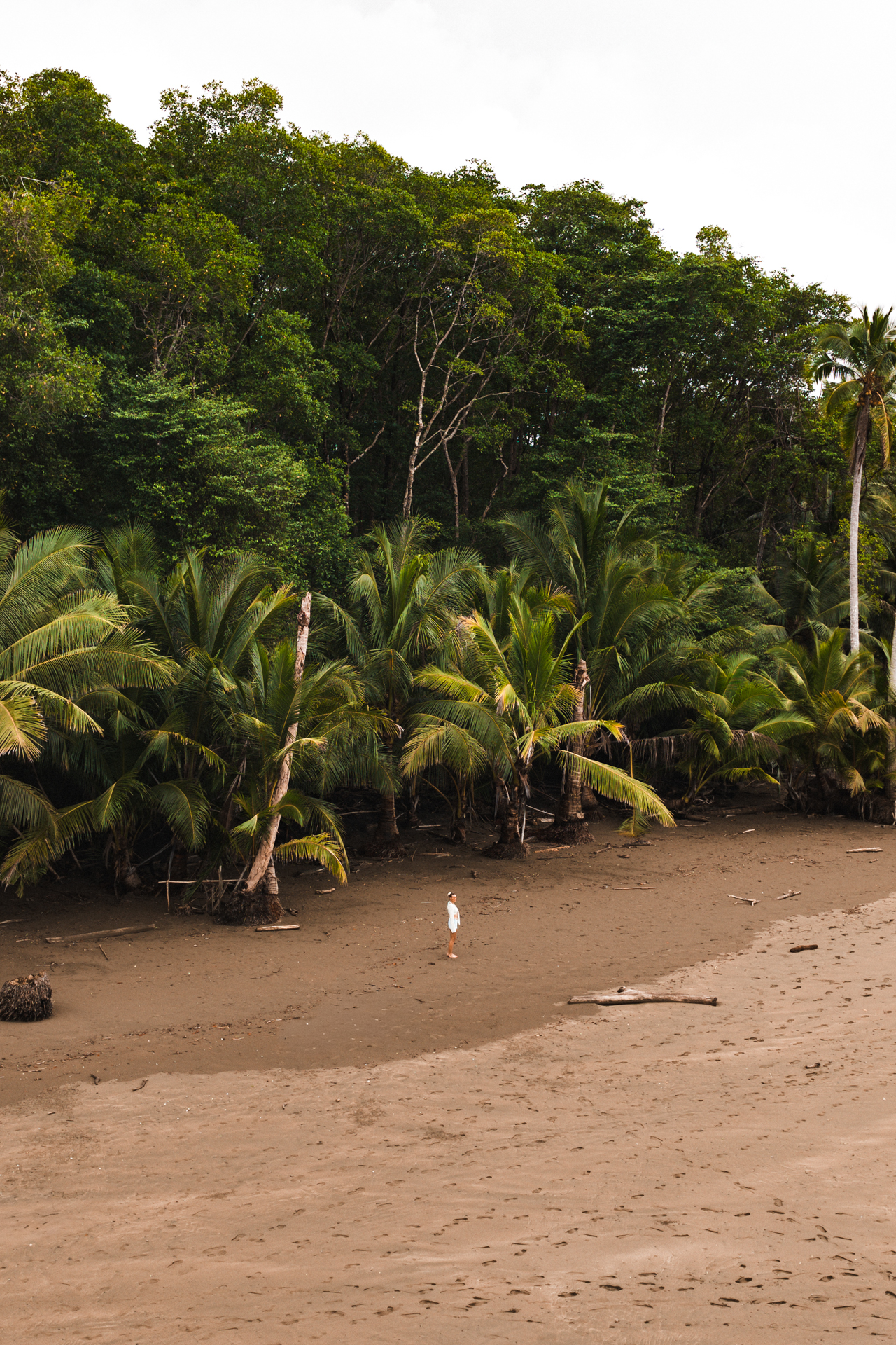 Marino Ballena National Park beach with palm trees and lush rainforest in Costa Rica