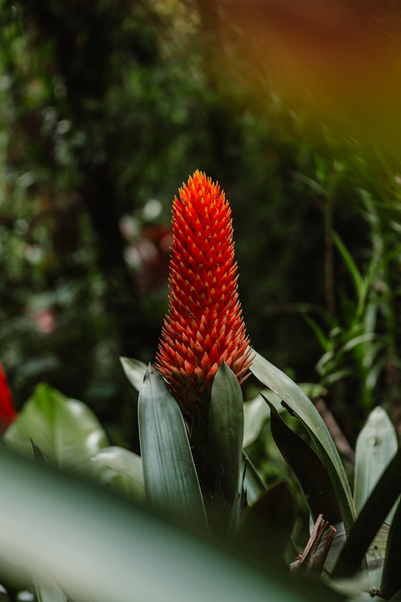Red tropical flower in Monteverde Cloud Forest surrounded by green foliage