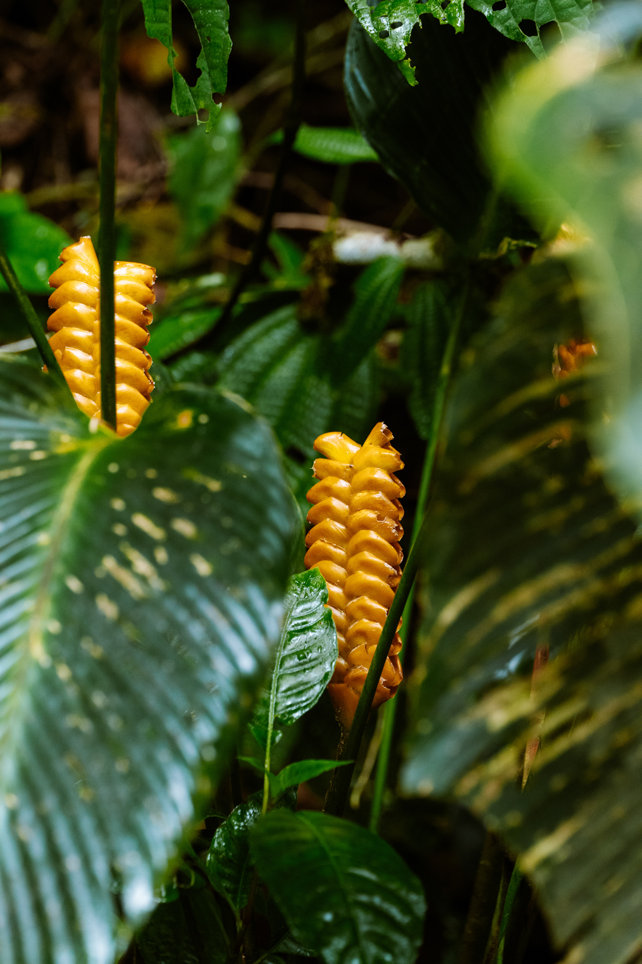 Yellow tropical plant in Monteverde Costa Rica rainforest