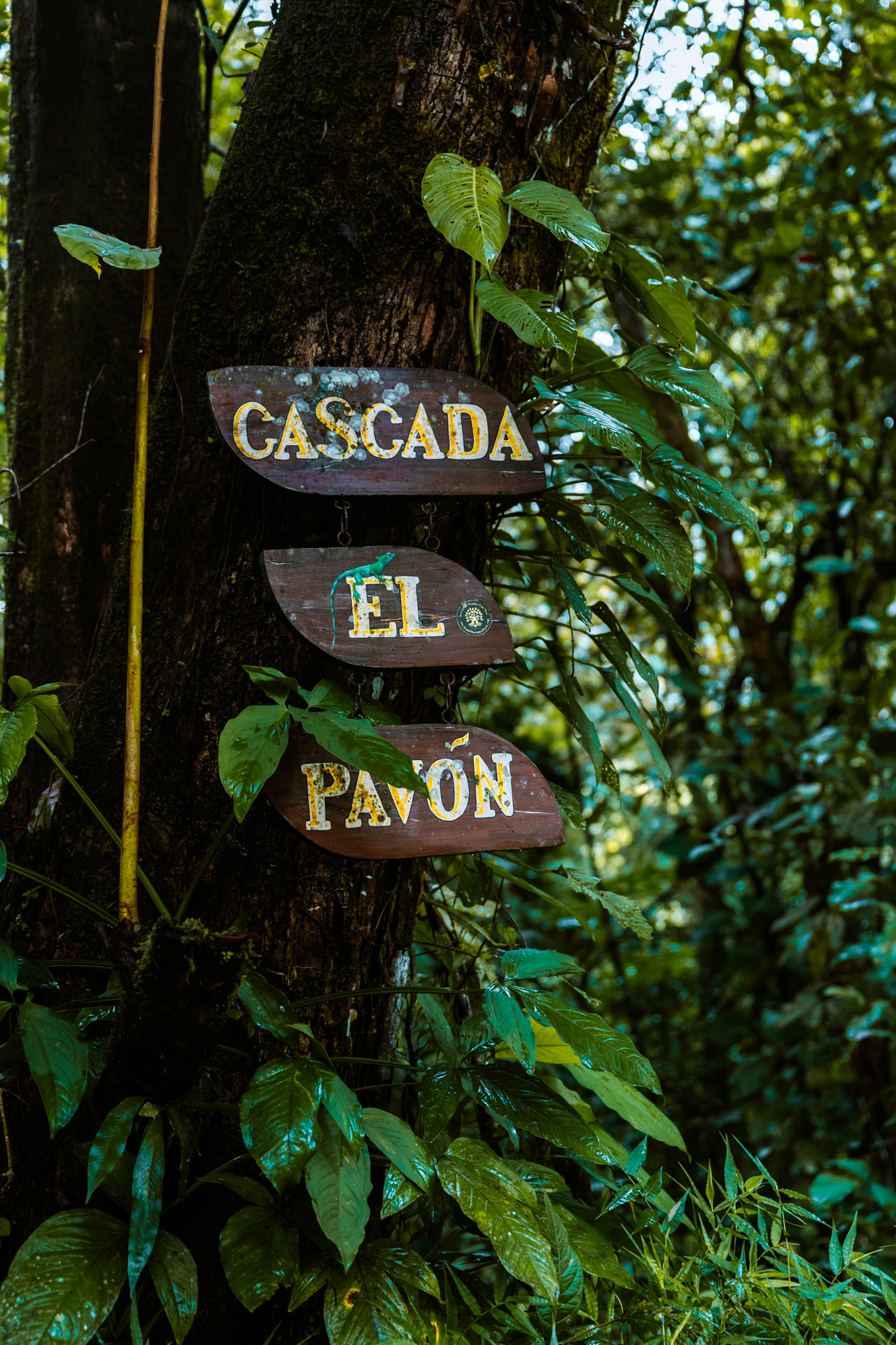 Cascada El Pavón sign on tree in tropical rainforest Costa Rica.