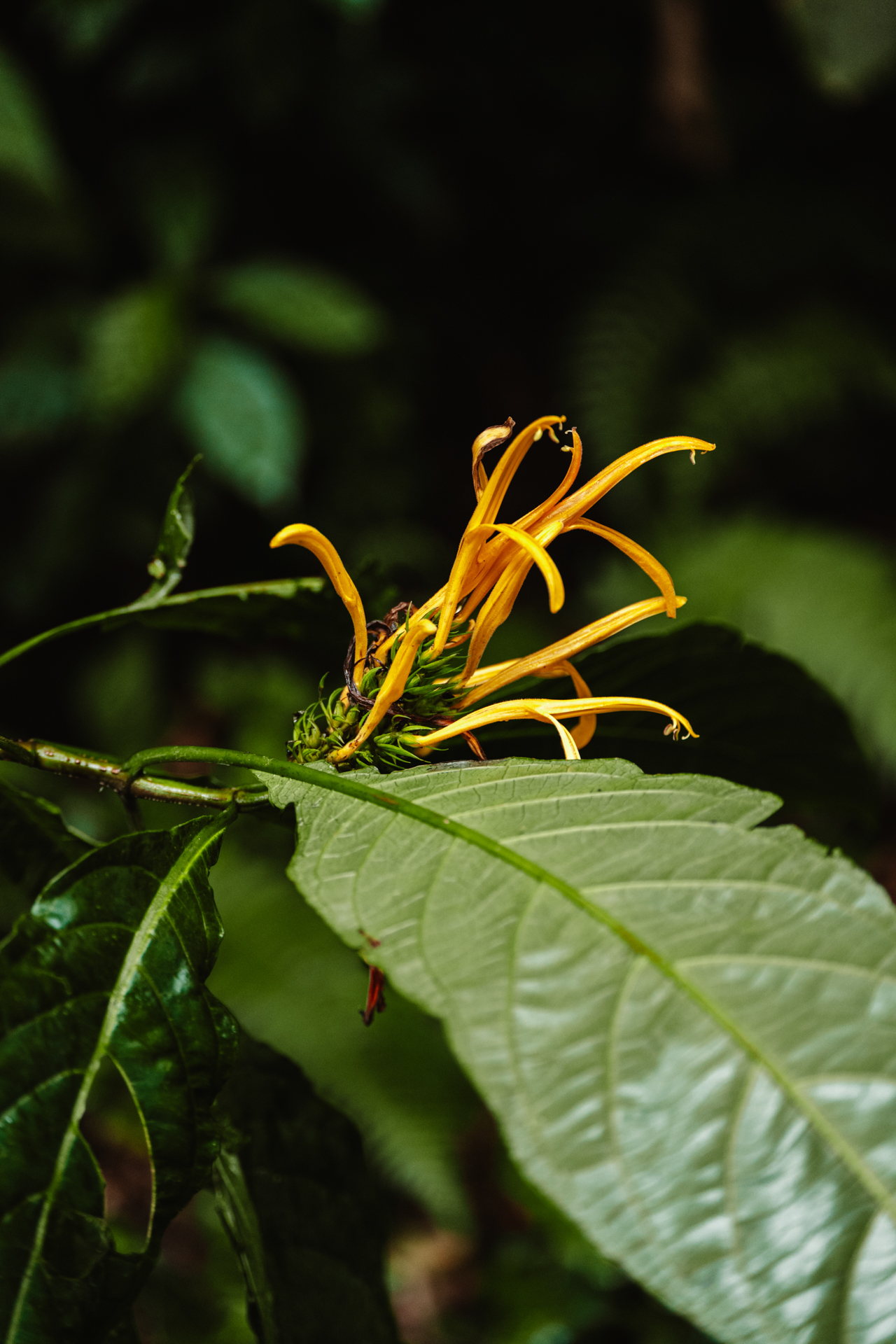 Yellow tropical flower in Monteverde Cloud Forest Costa Rica