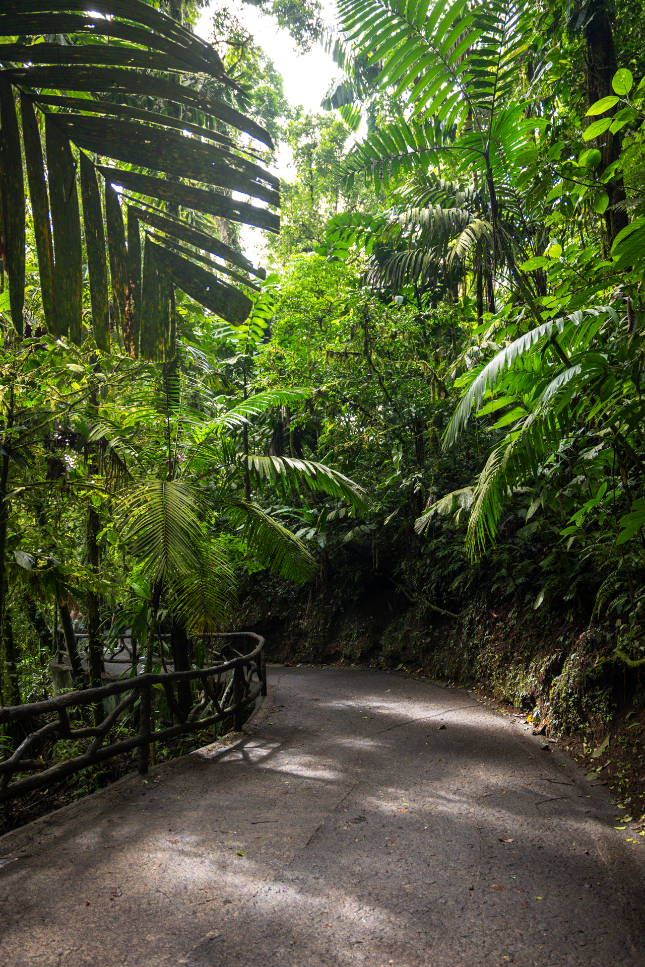 Jungle path surrounded by tropical rainforest in La Fortuna, Costa Rica