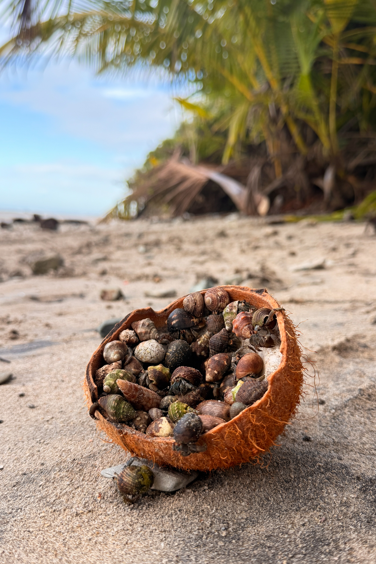 Hermit crabs inside a coconut shell on a tropical beach in Costa Rica