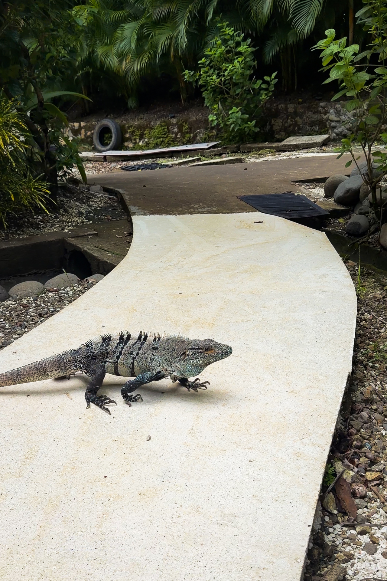 Iguana walking across a tropical path in Santa Teresa, Costa Rica with jungle surroundings in Santa Teresa