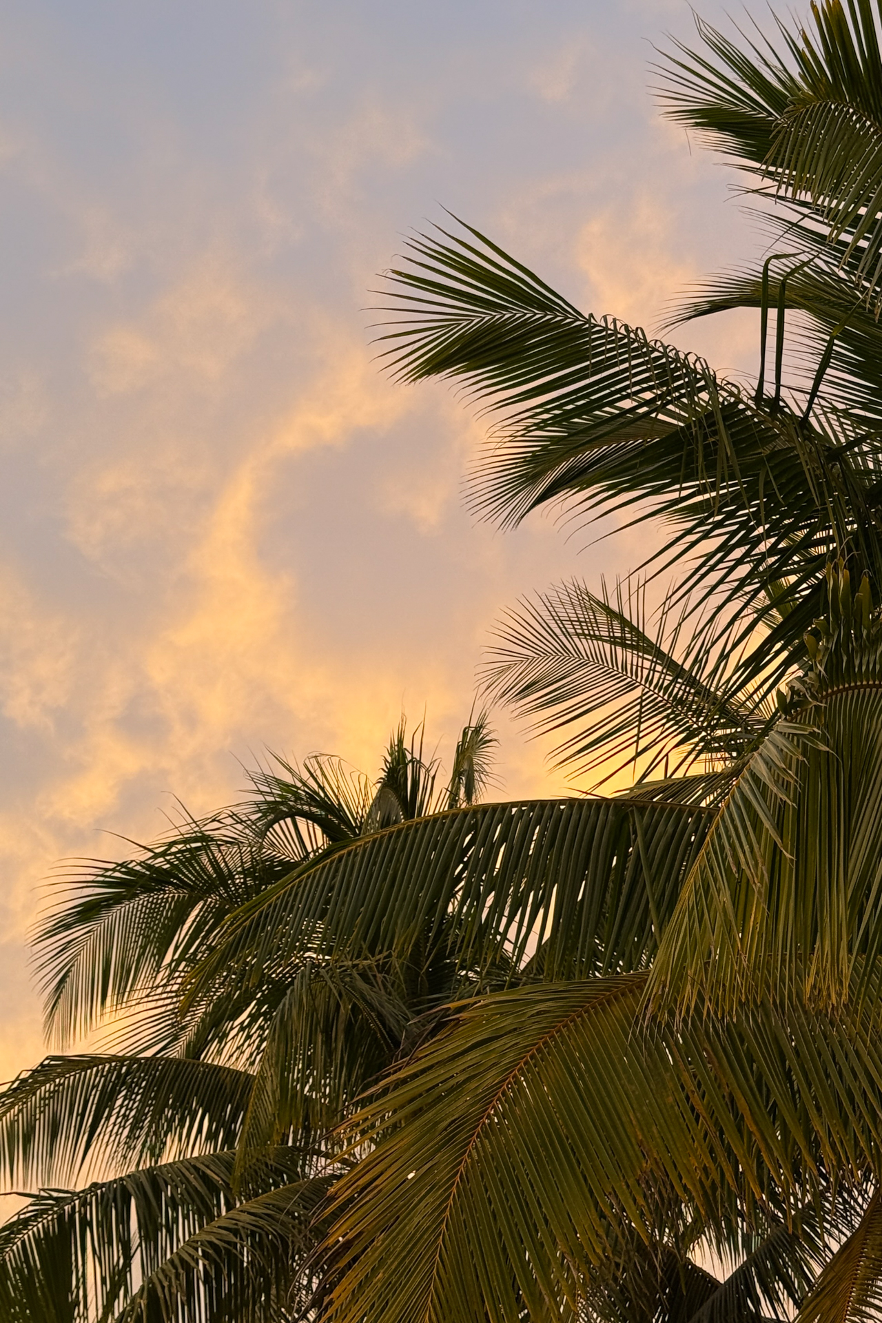 Tropical sunset in Costa Rica with palm trees against a warm golden sky