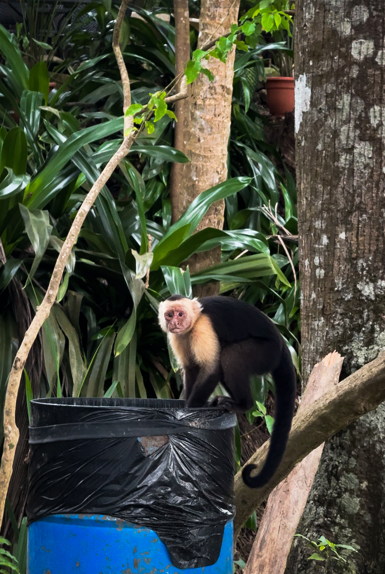 Capuchin monkey in Costa Rica near a trash can surrounded by lush rainforest in Montezuma