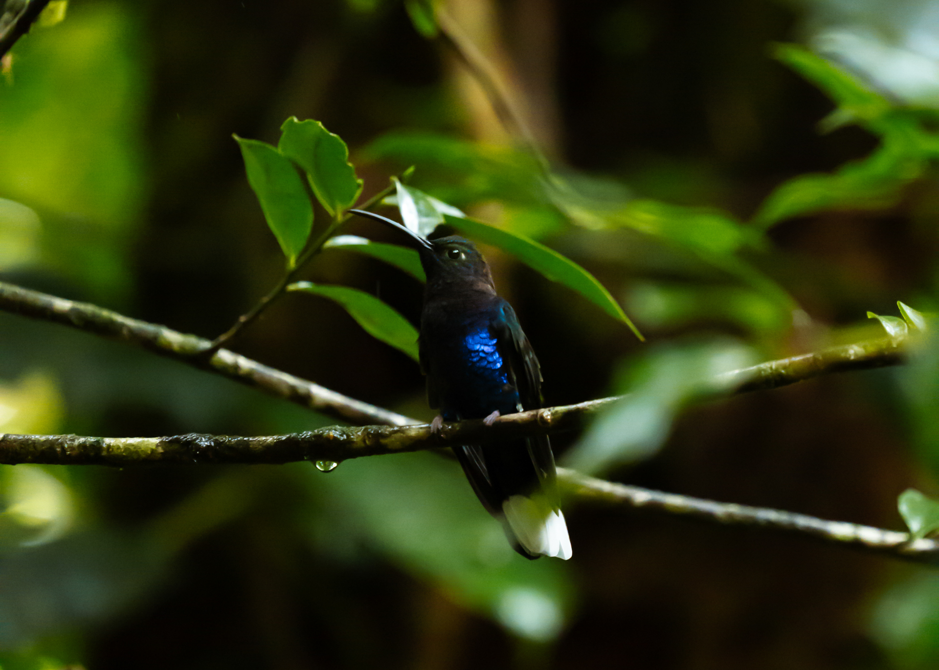 Close-up of a blue hummingbird sitting on a branch in Monteverde Cloud Forest Costa Rica