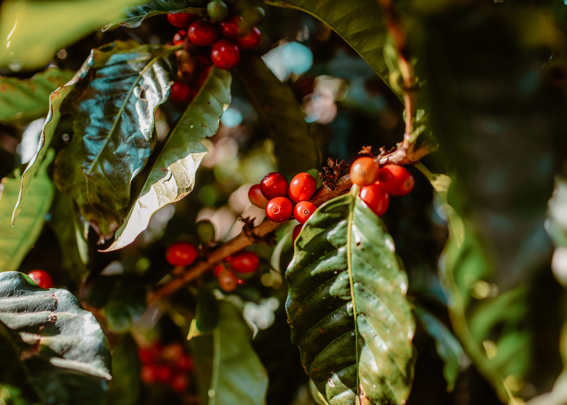 Coffee cherries growing on a plant in Monteverde Costa Rica