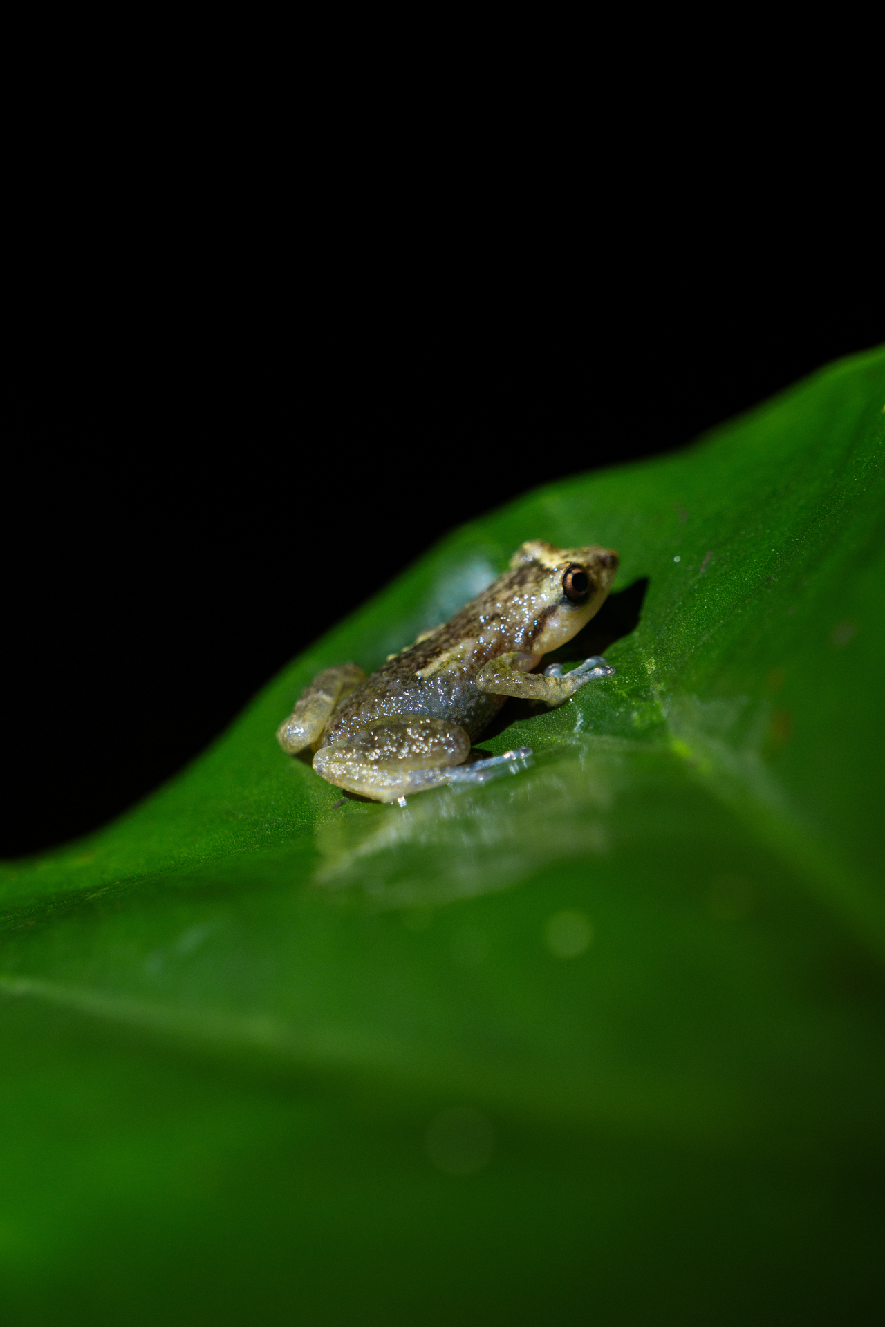 Small frog on a leaf in Monteverde Cloud Forest Costa Rica