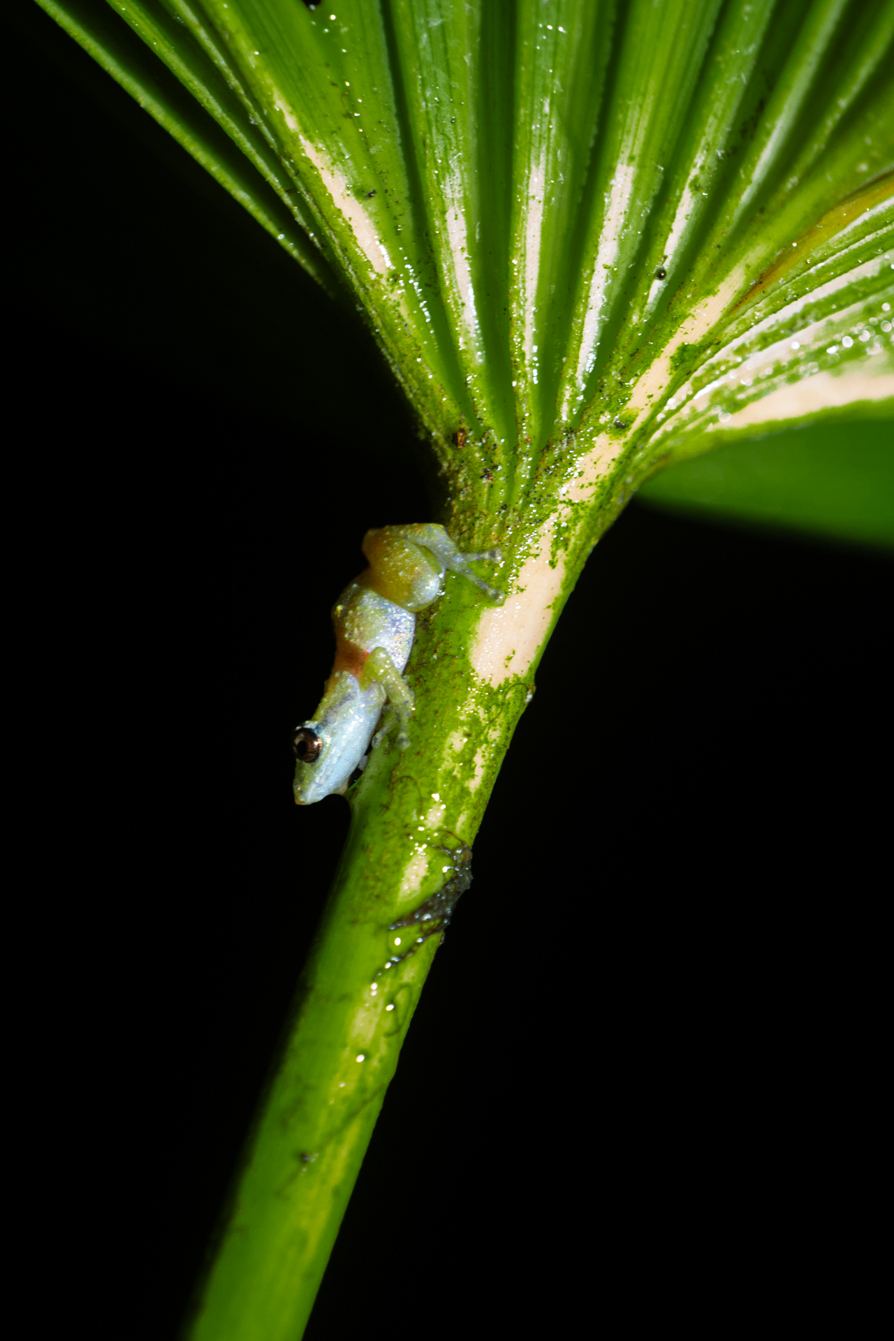 Small translucent frog on a plant in Monteverde Costa Rica
