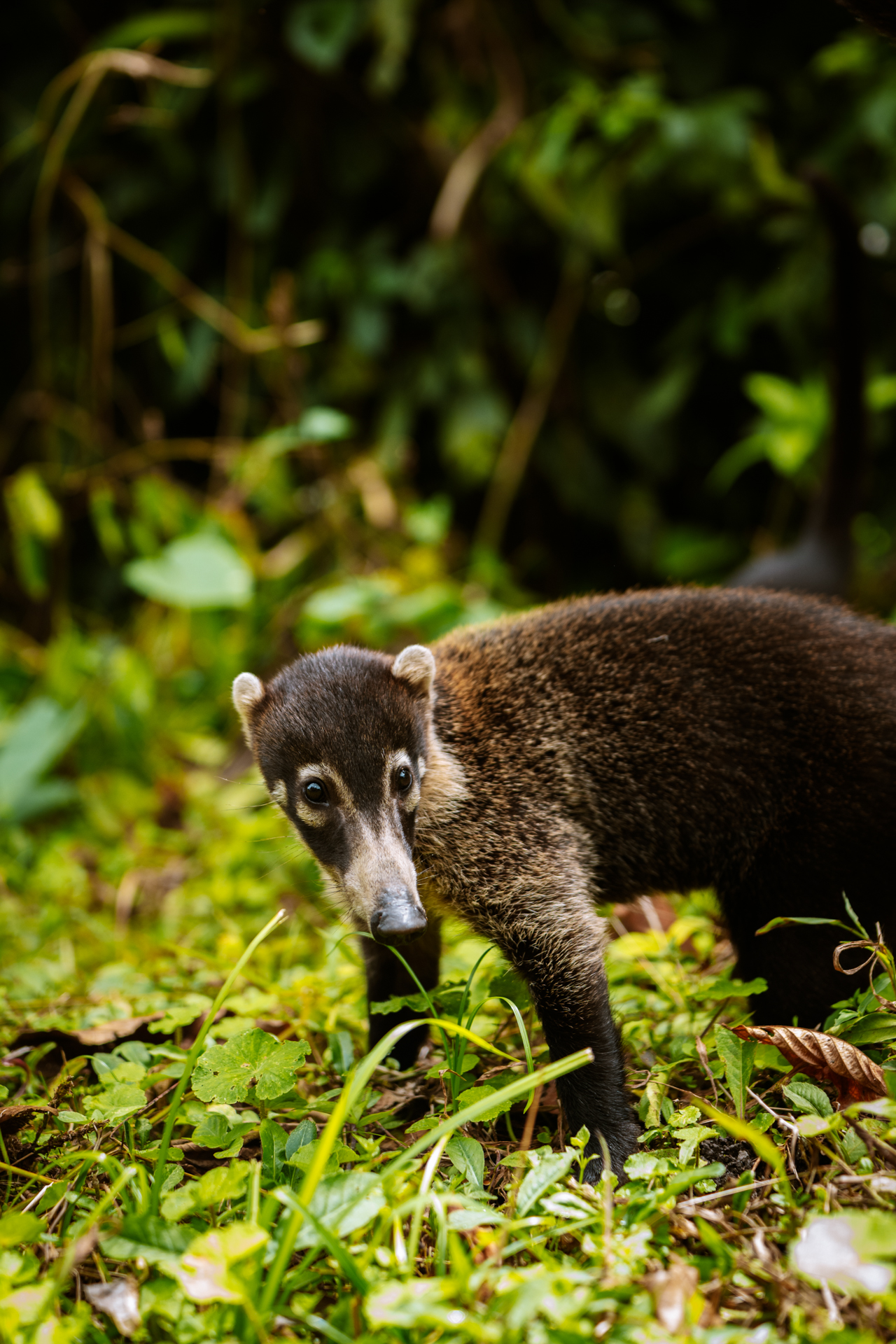 A Caoti in Monteverde, Costa Rica