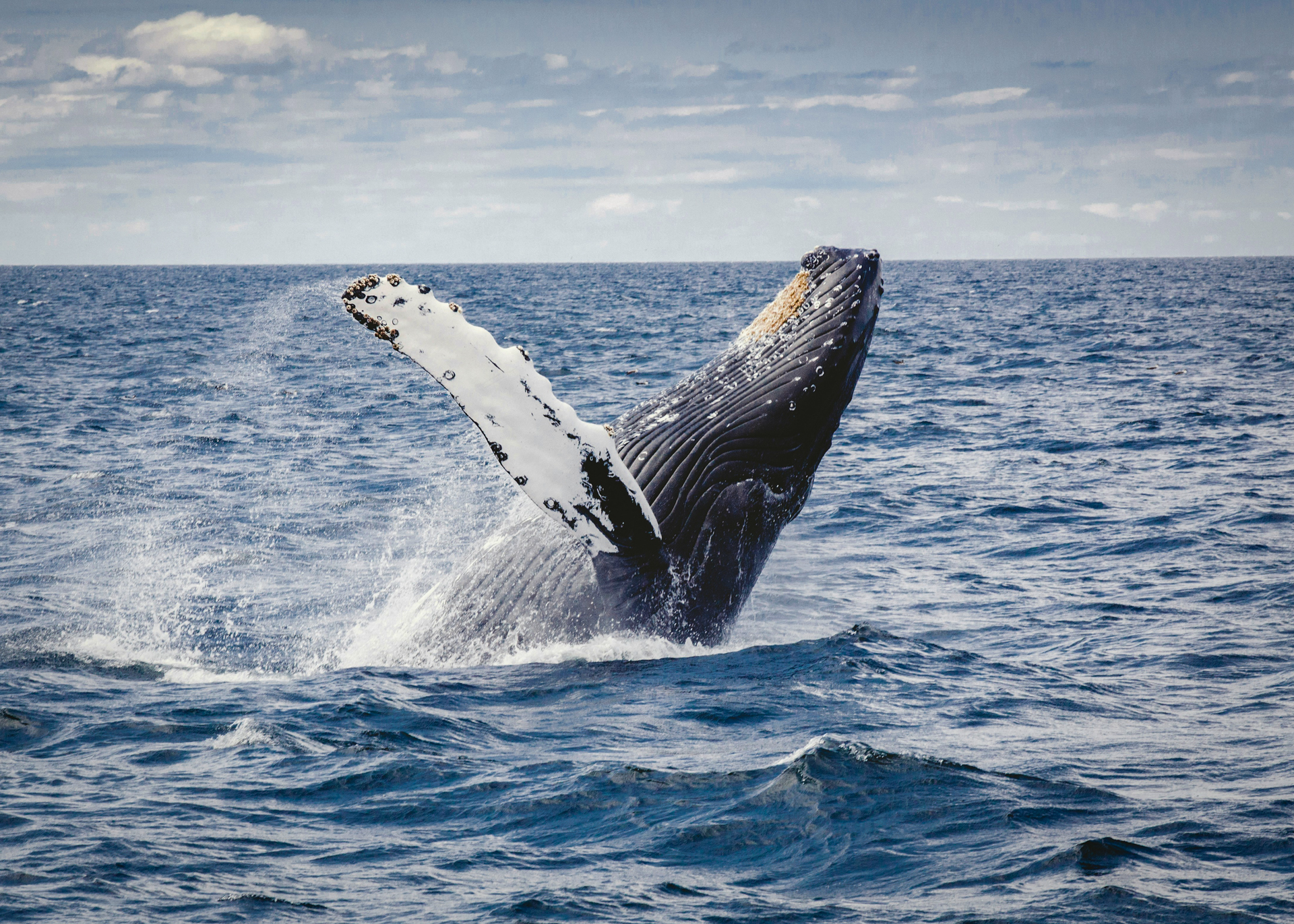 Whale Watching in Uvita Costa Rica Marino Ballena National Park