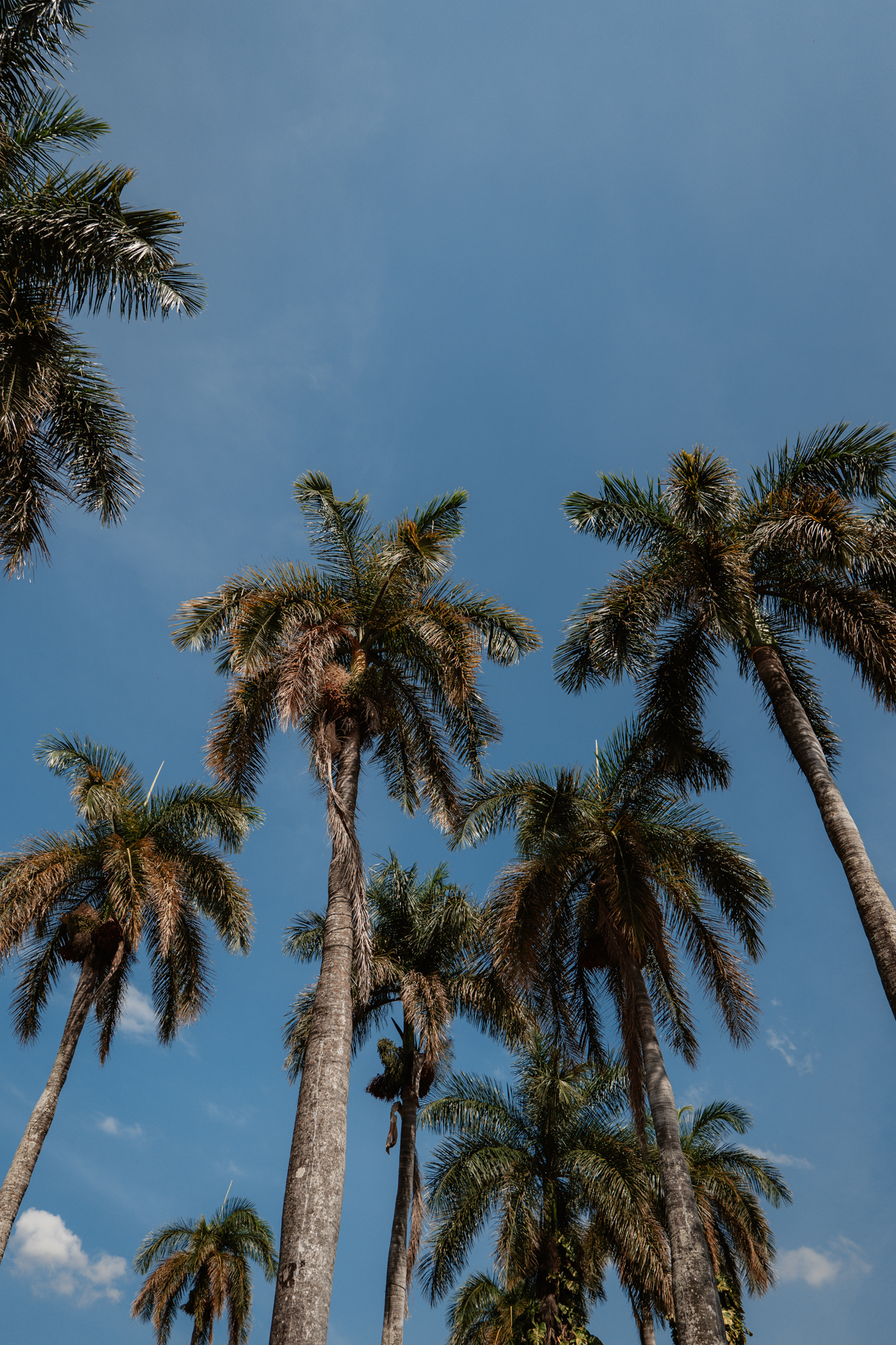 Towering palm trees against a blue sky in the main square of Nahuizalco along El Salvador’s Ruta de las Flores