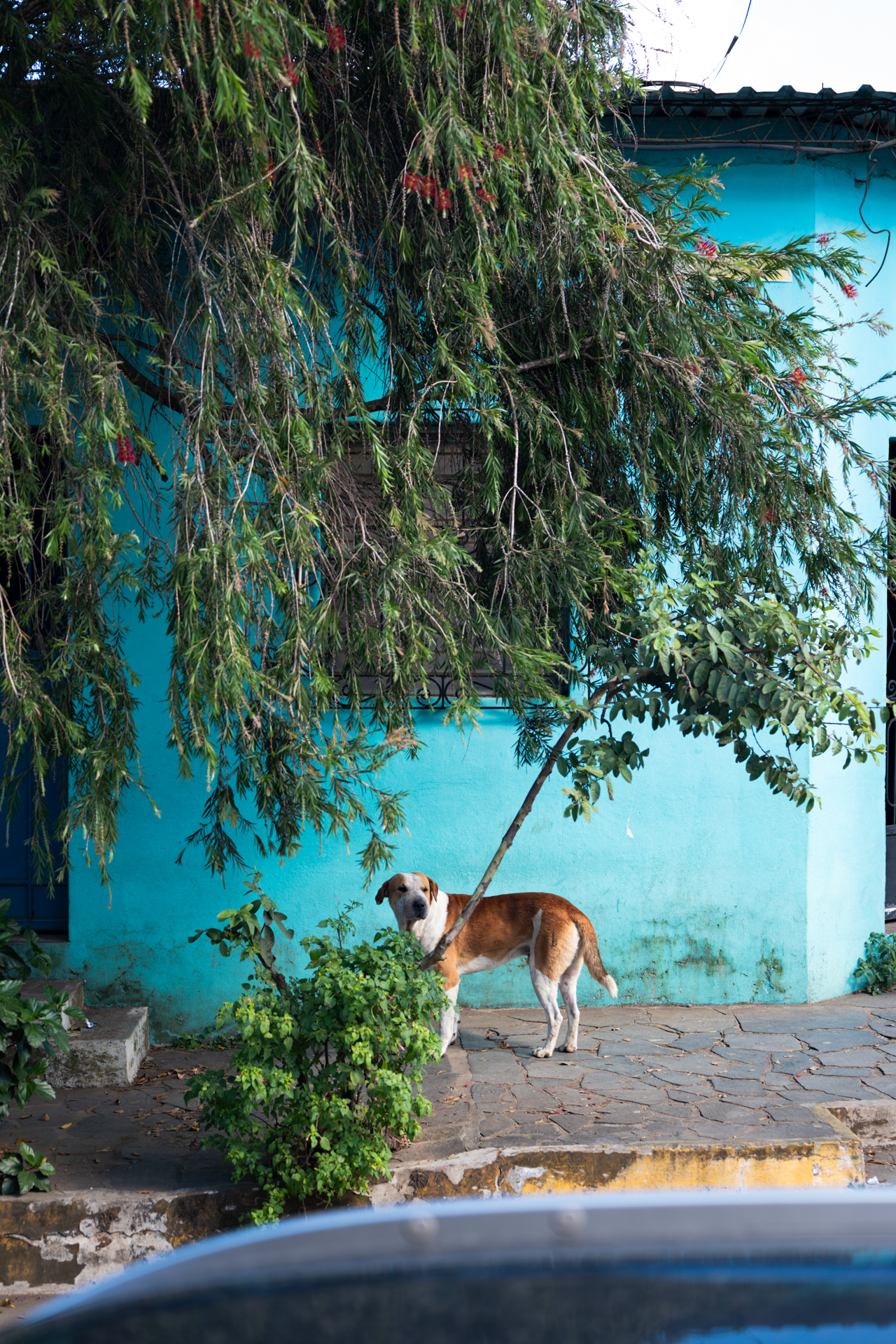 Street dog standing in front of a turquoise house in Concepción de Ataco on the Ruta de las Flores in El Salvador