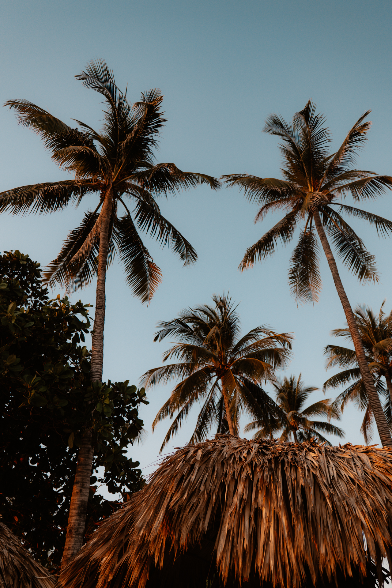 Palm Trees in El Tunco, EL Salvador