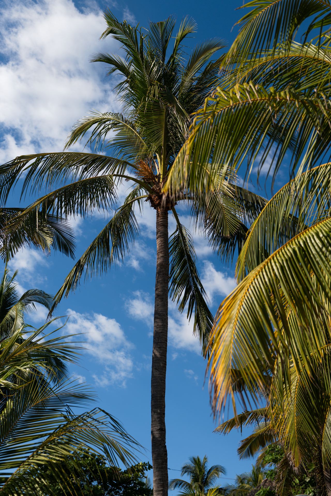 Plam Trees in El Tunco, El Salvador