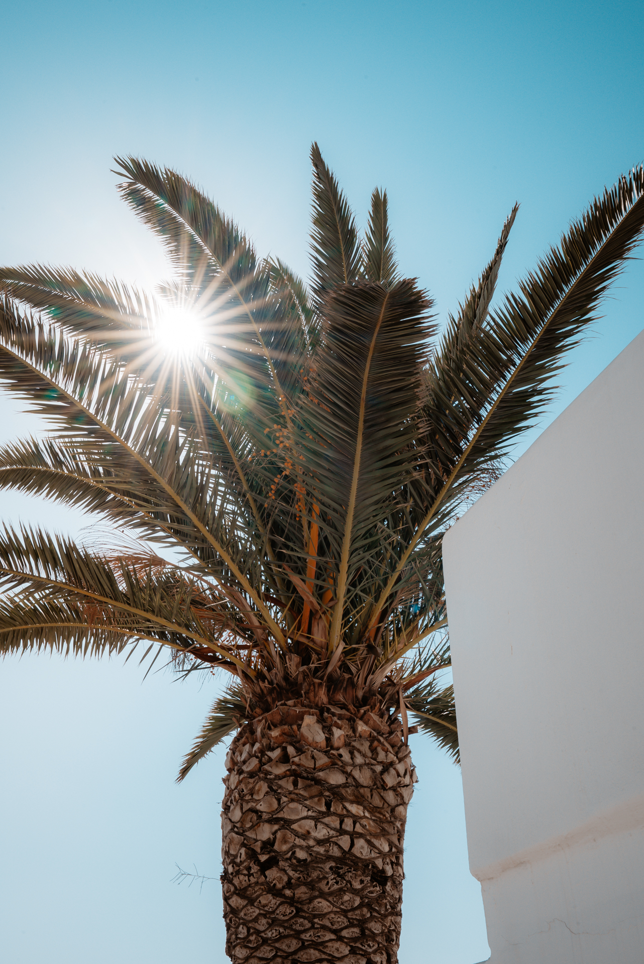 Palm tree with sun flare in Skiathos