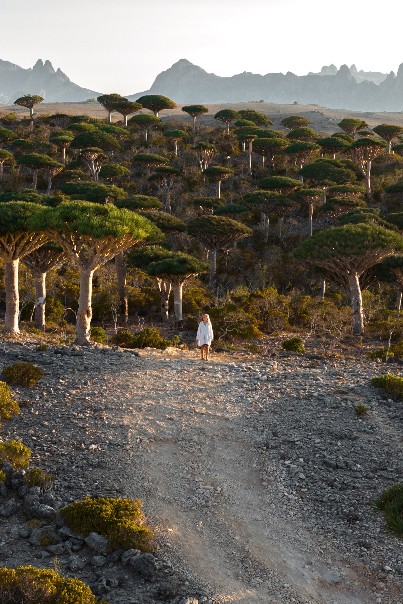 Best things to do on Socotra Island