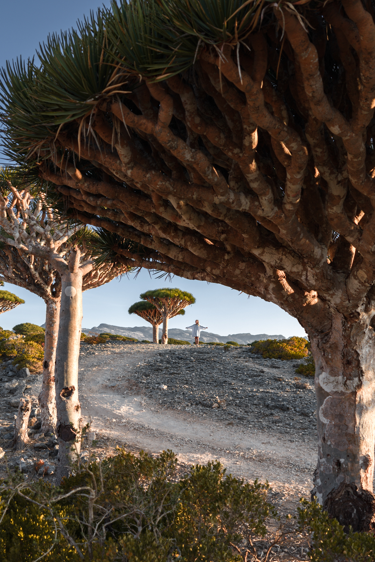 Firmihin Forest on Socotra Island with Dragonblood Trees