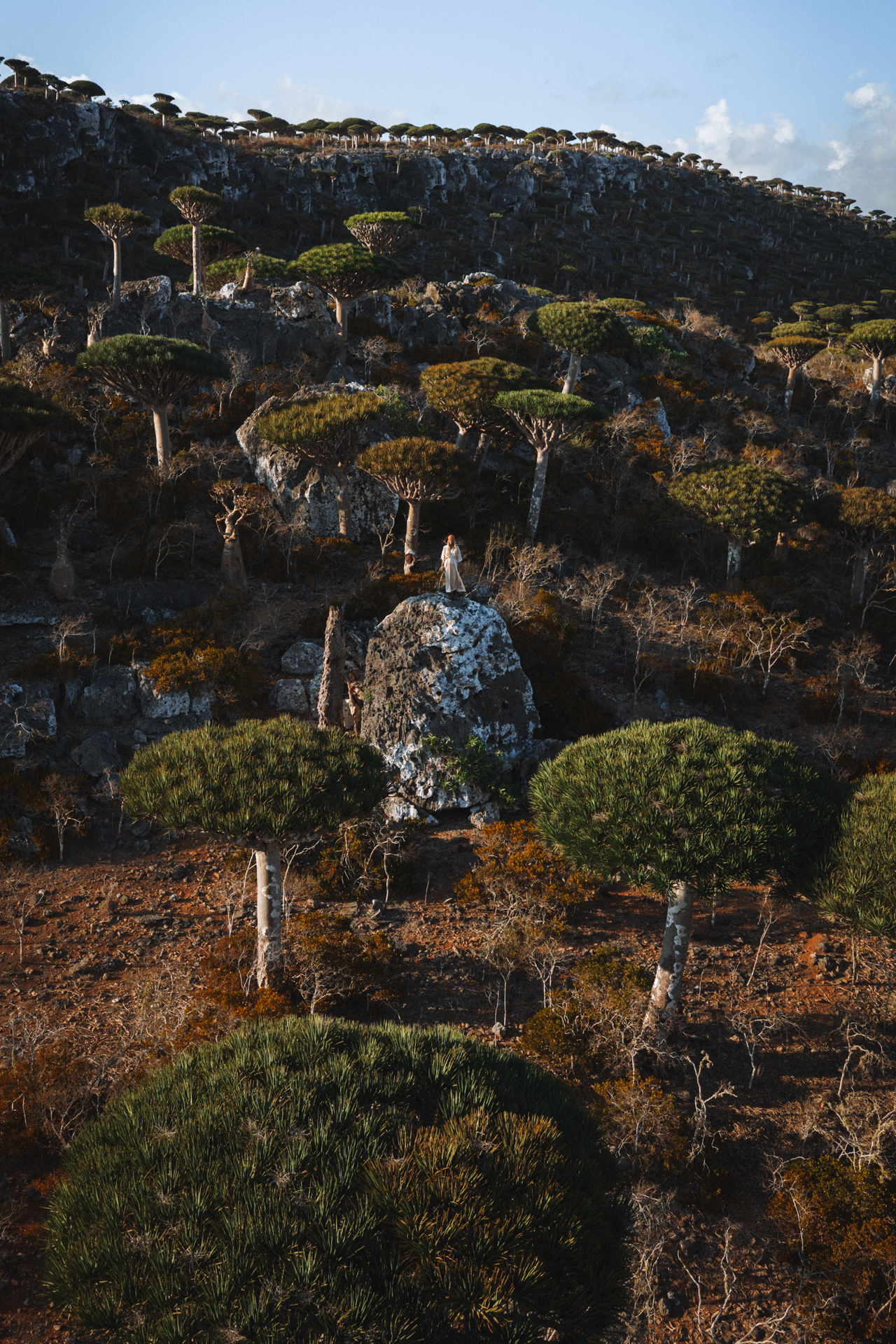 Firmihin Forest drone photo on Socotra Island with many Dragonblood Trees