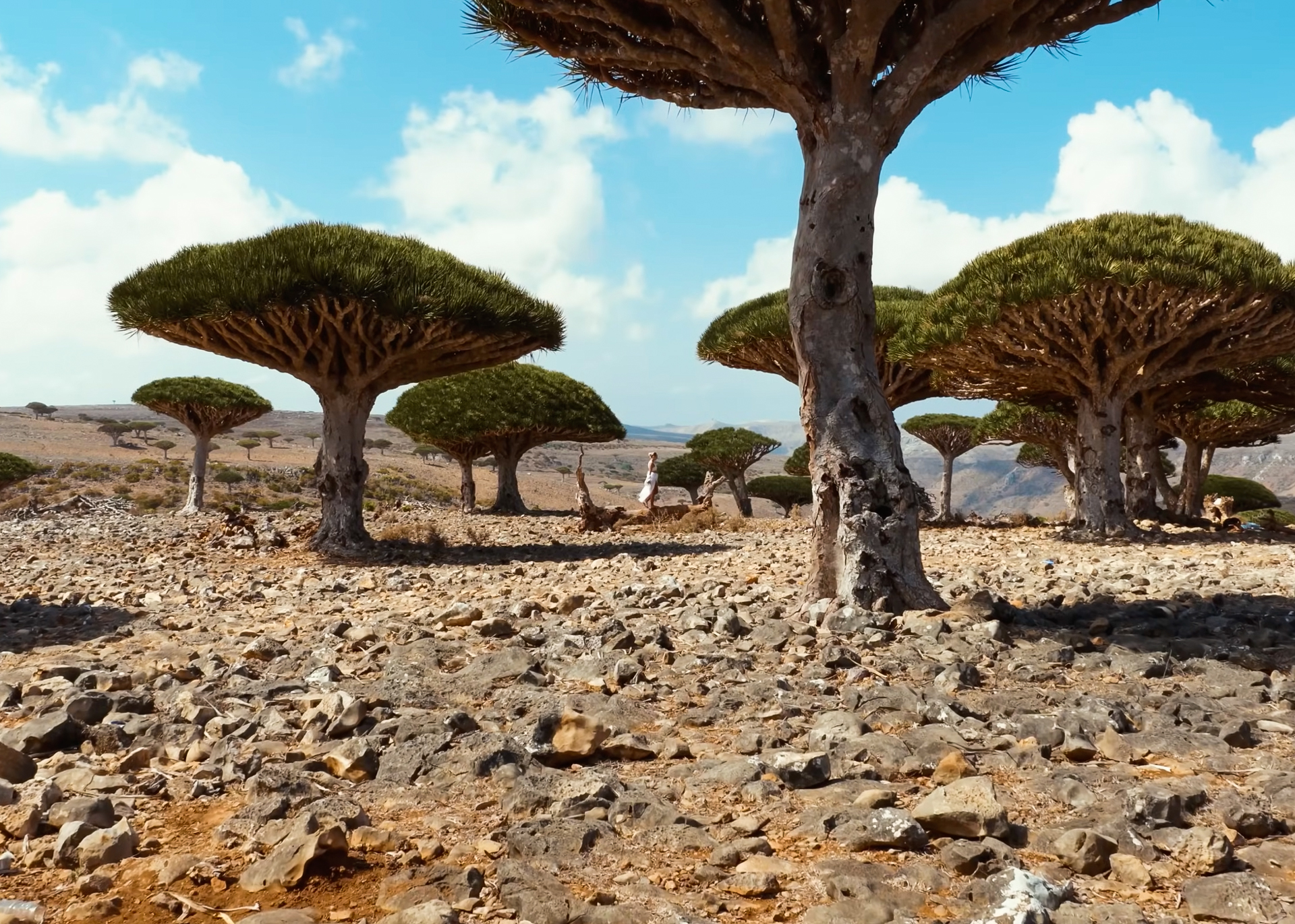 Dragon Blood Trees at Diksam Plateau