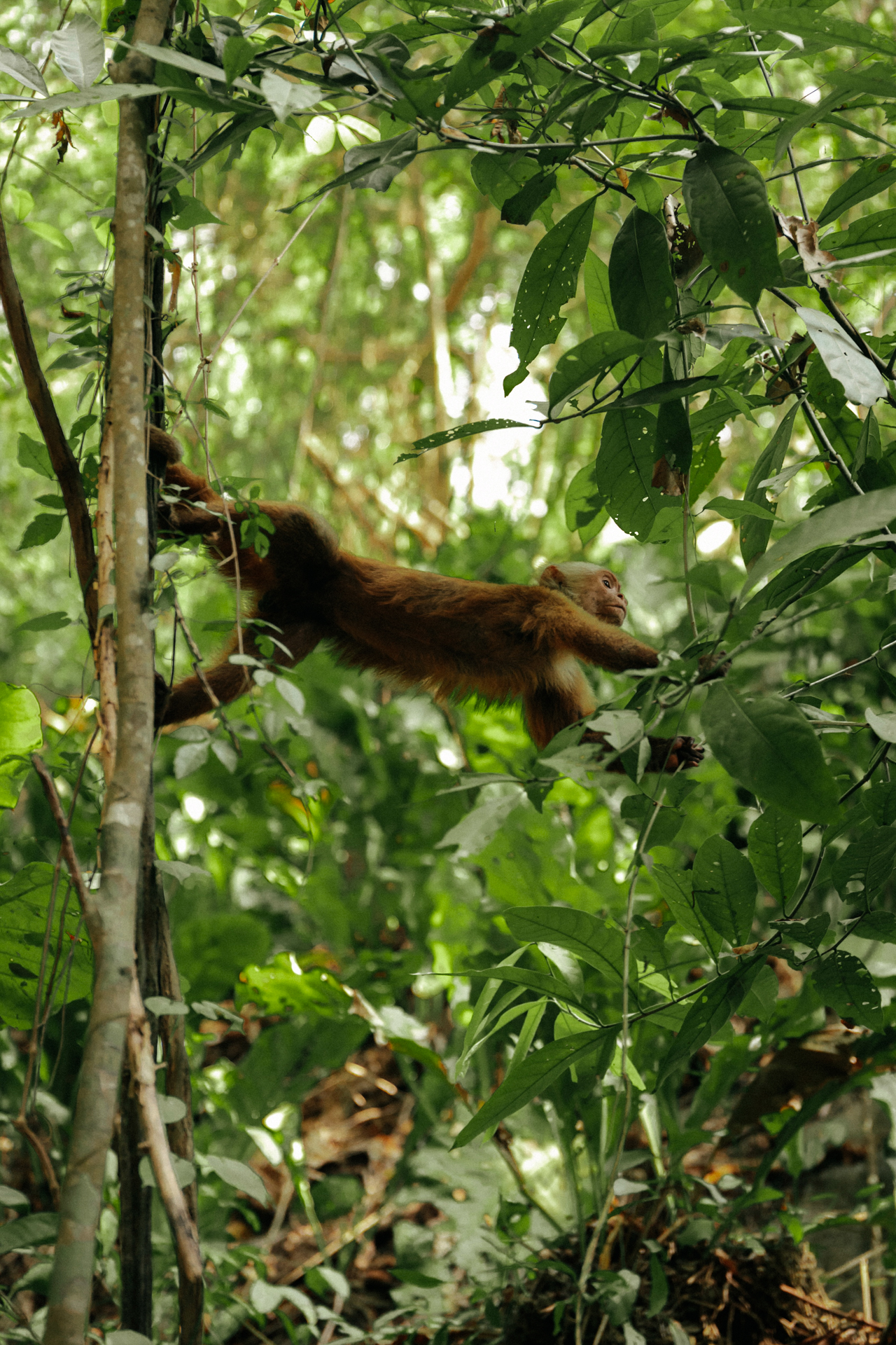 Monkey in Tayrona jungle swinging through lush tropical rainforest trees