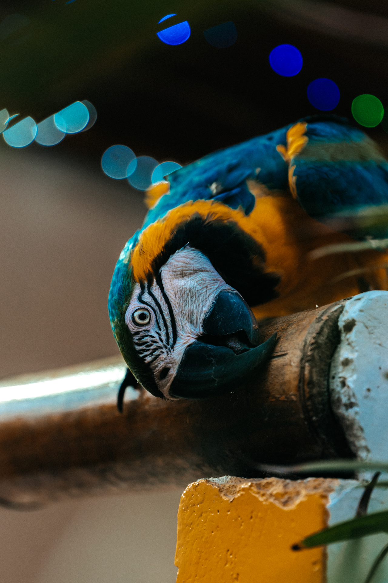 Close up of colorful parrot in Palomino with vibrant feathers