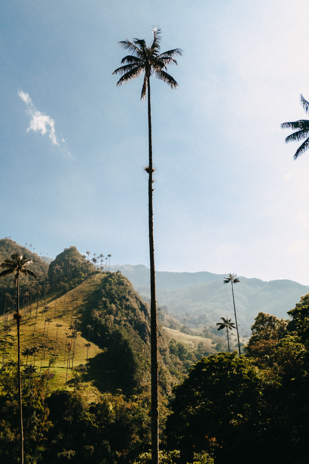 Cocora Valley wax palm towering over lush green mountains in Salento