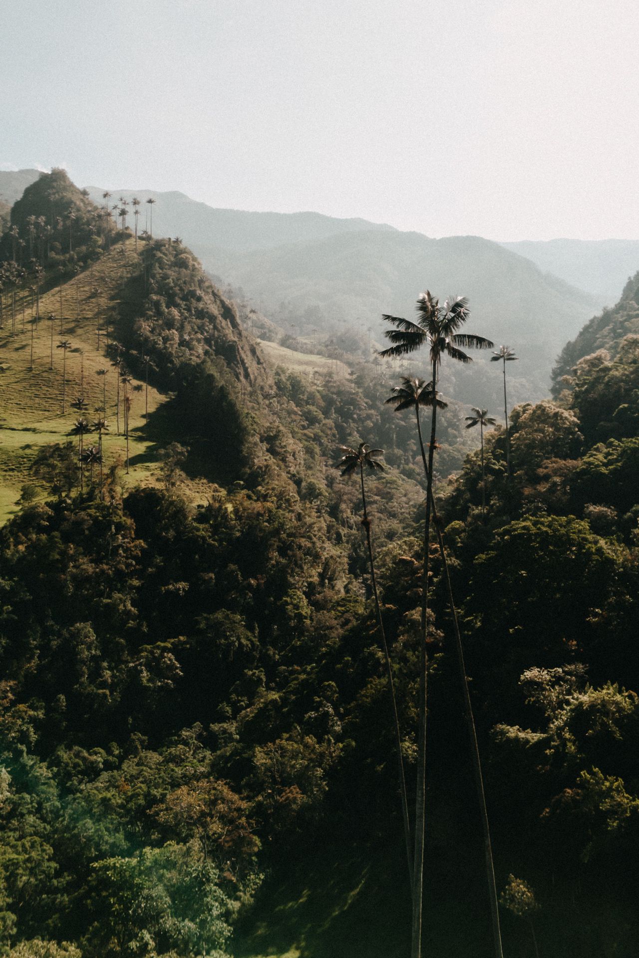 Salento Cocora Valley with towering wax palms and lush green mountain landscape