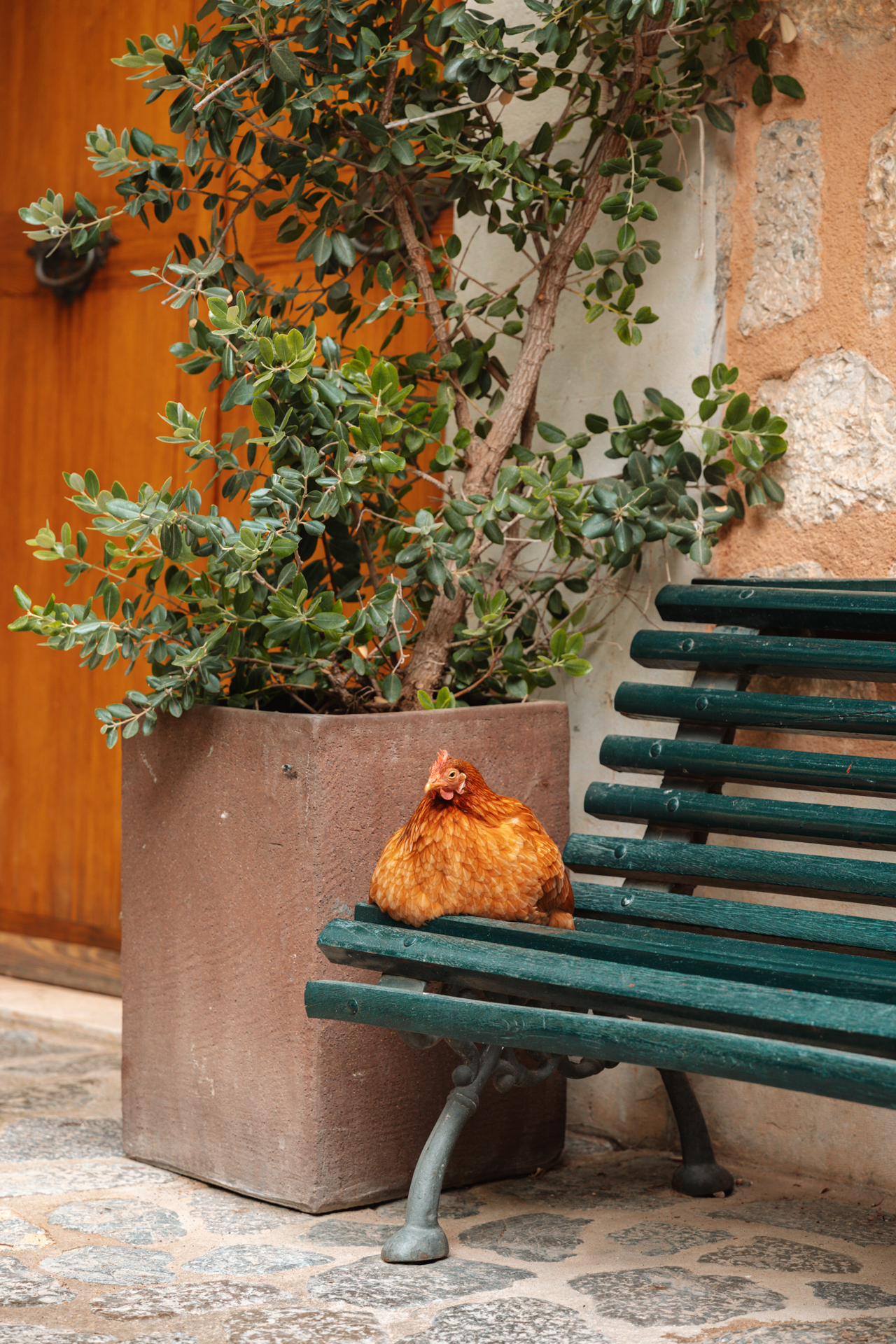 A small chicken resting on a bench in the quiet streets of Deià, Mallorca, Spain