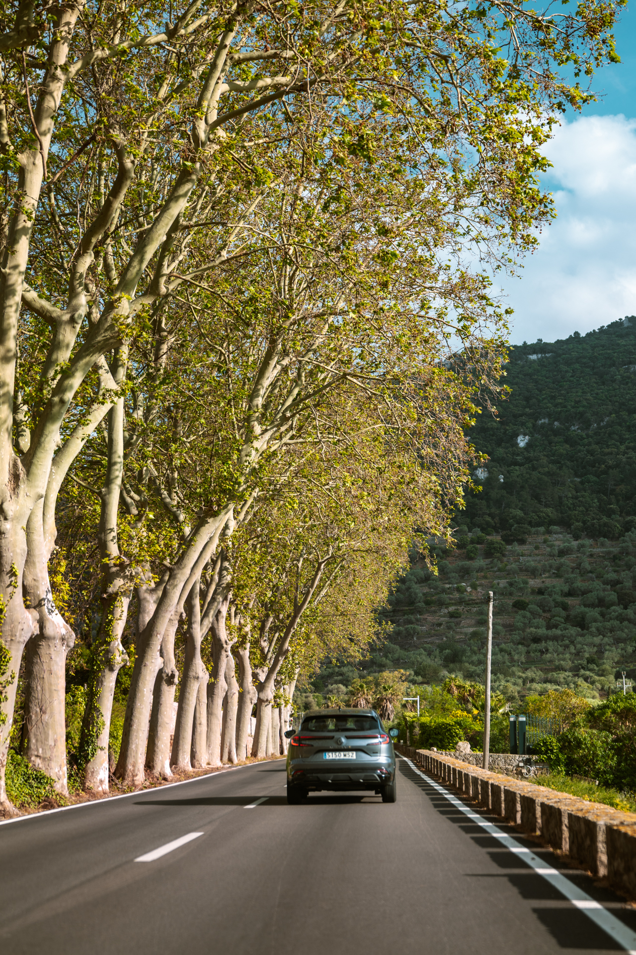 Driving through a scenic tree-lined road in Mallorca