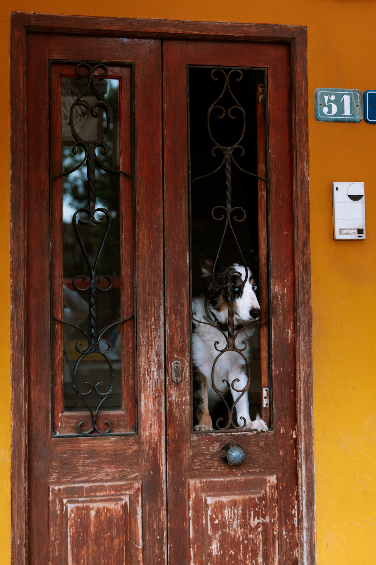 Dog looking through a wooden doorway in Alcúdia Old Town, Mallorca.