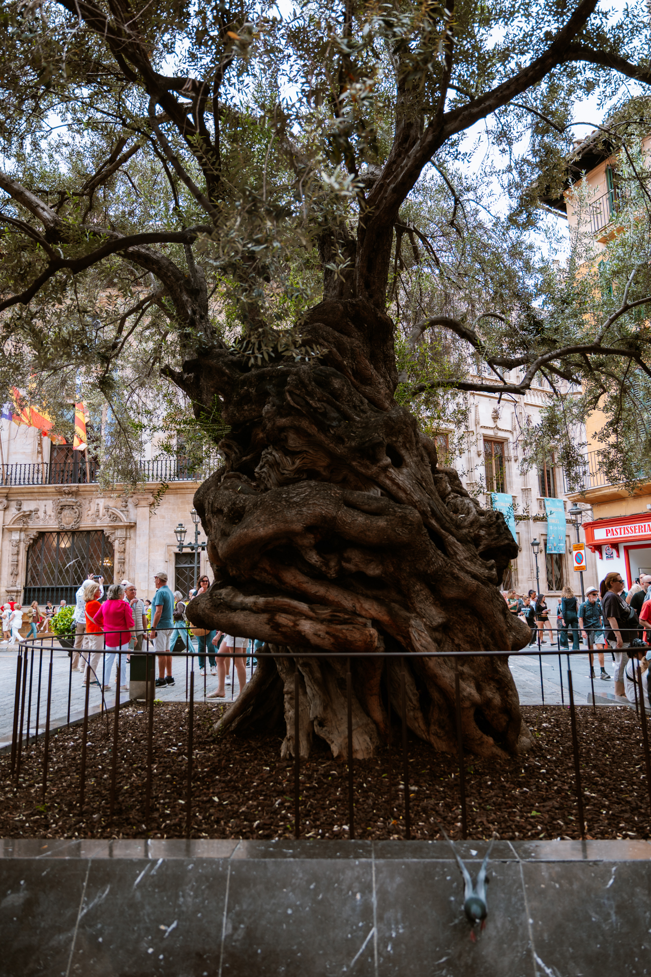Ancient olive tree in Palma de Mallorca’s old town surrounded by historic streets and buildings.