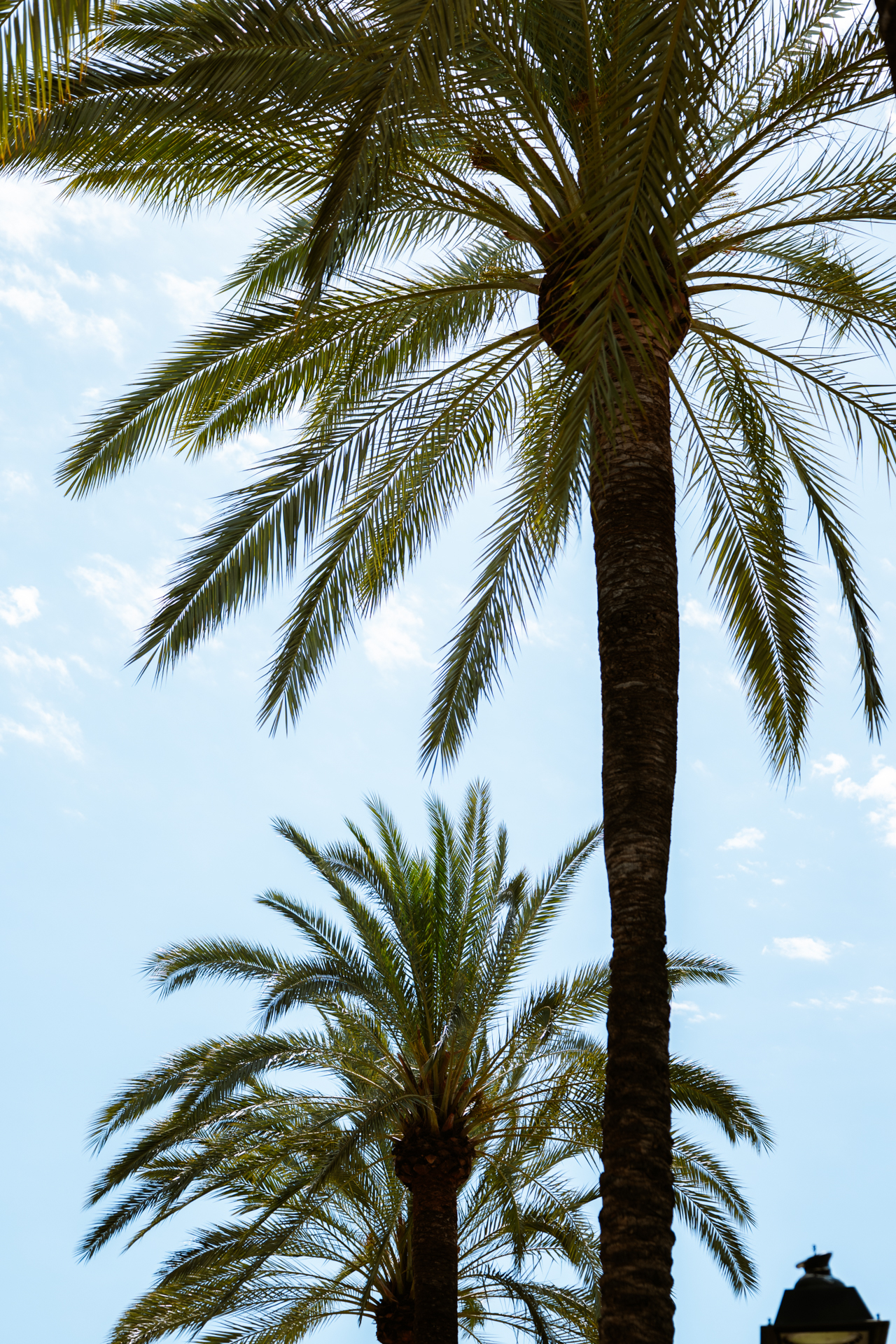 Palm trees against a blue sky in Palma de Mallorca, Spain.