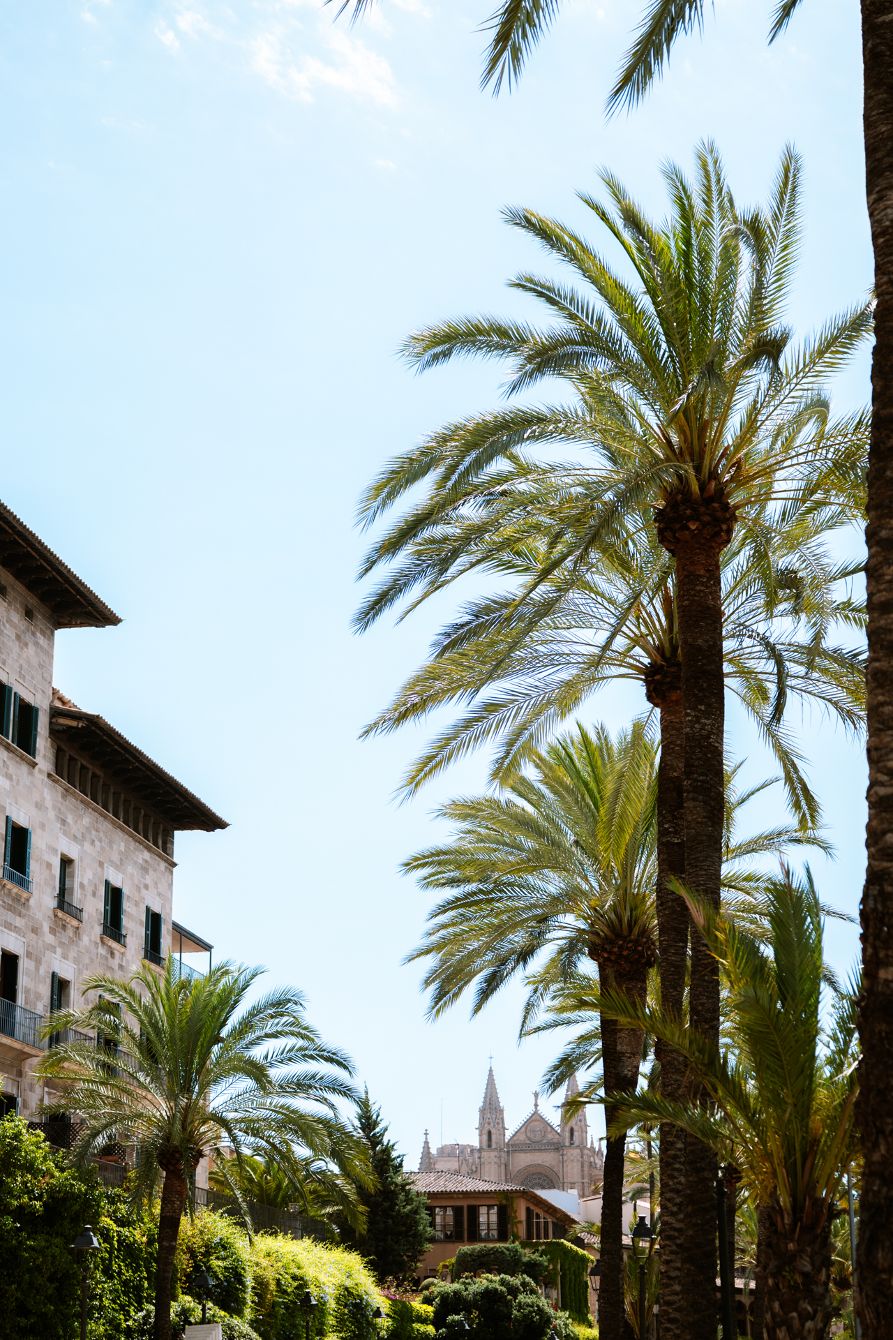 Palm trees framing Palma Cathedral and historic buildings in Palma de Mallorca, Spain.