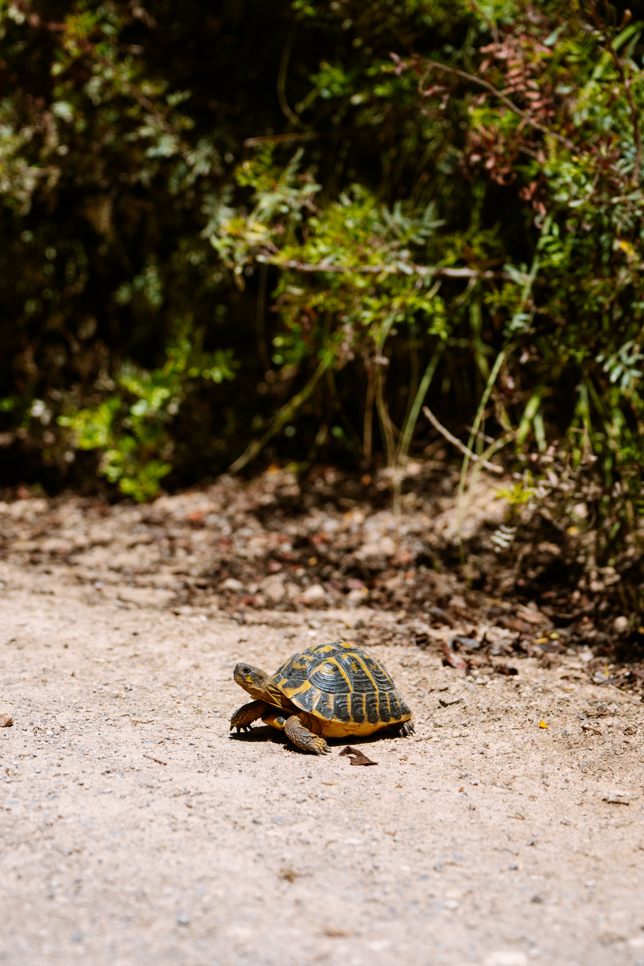 Turtle along the trail to Coves des Pont in Mallorca, Spain