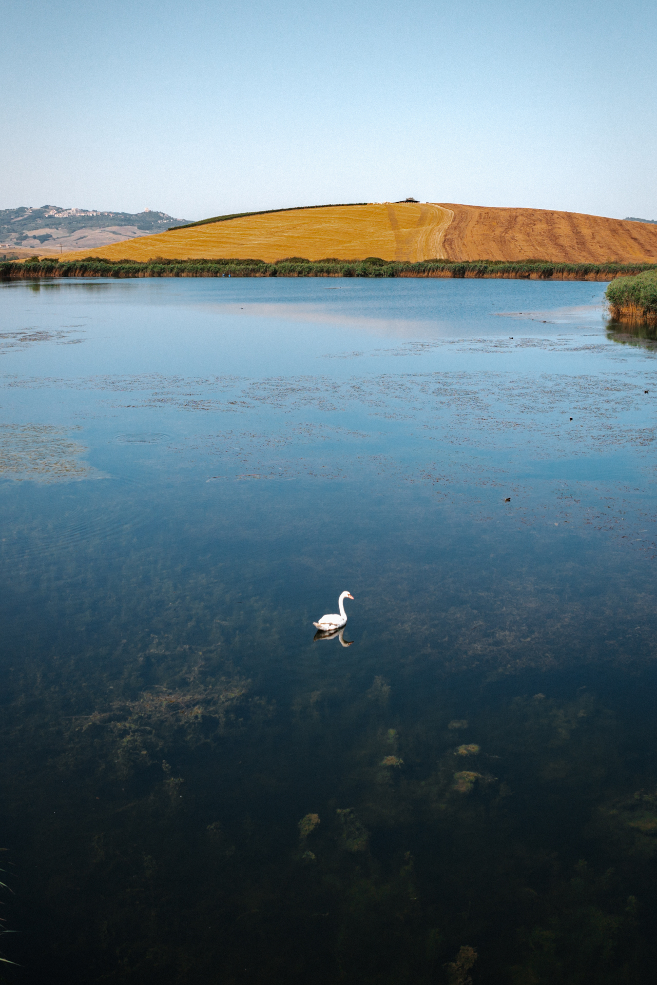 Swan on a lake surrounded by the Tuscan countryside