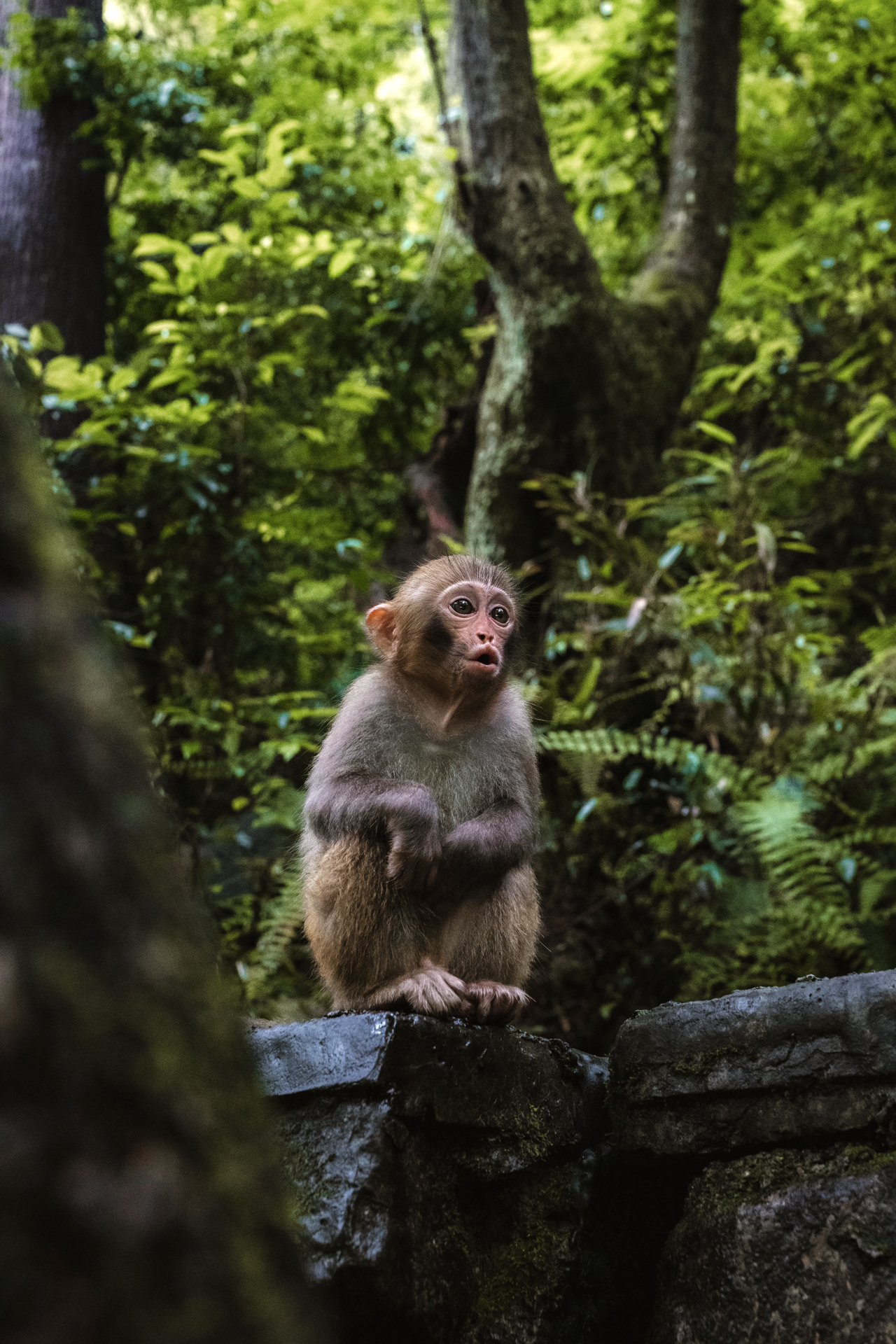 Young monkey sitting on a rock in the forest at Zhangjiajie National Forest Park, China.