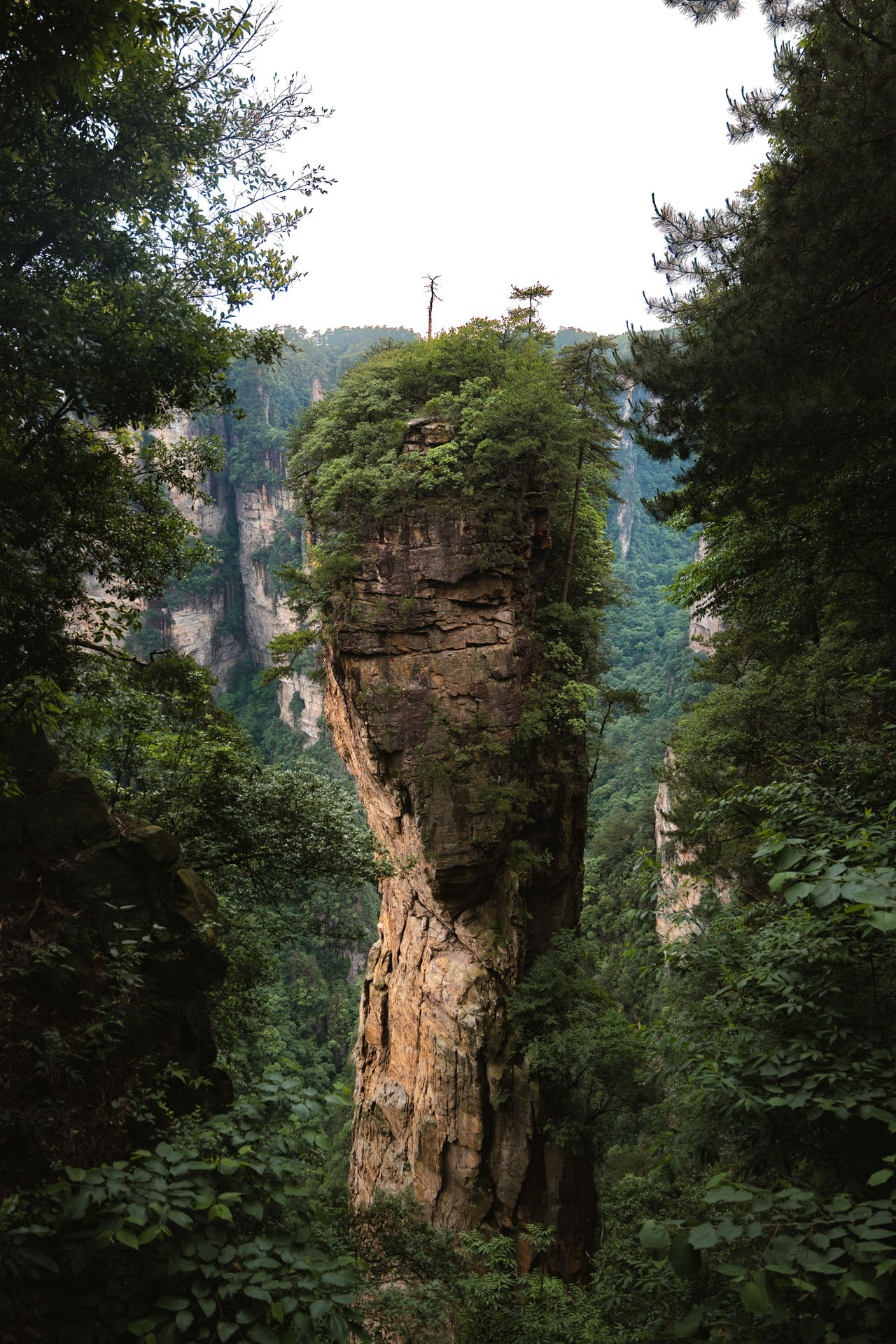 Tall sandstone pillar surrounded by lush forest in Zhangjiajie National Forest Park, China.
