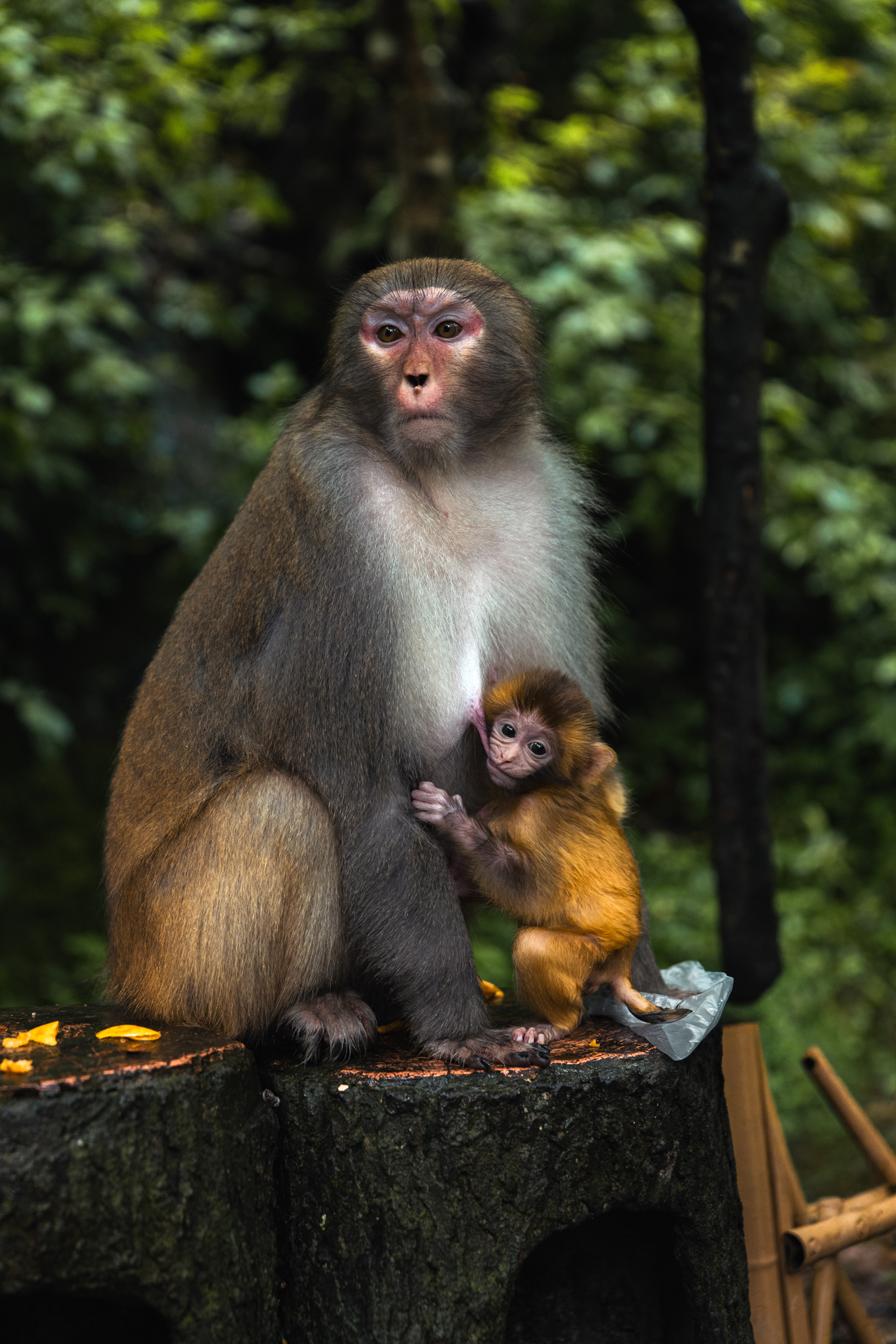 Mother and baby monkey in the forest at Zhangjiajie National Forest Park, China.