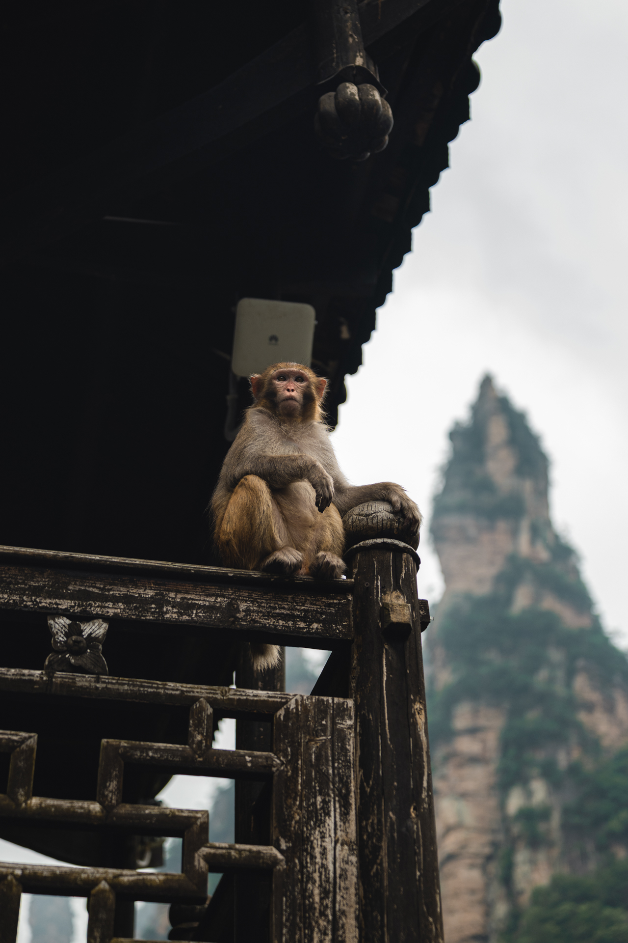 Monkey sitting on a wooden railing with sandstone pillars behind in Zhangjiajie, China.